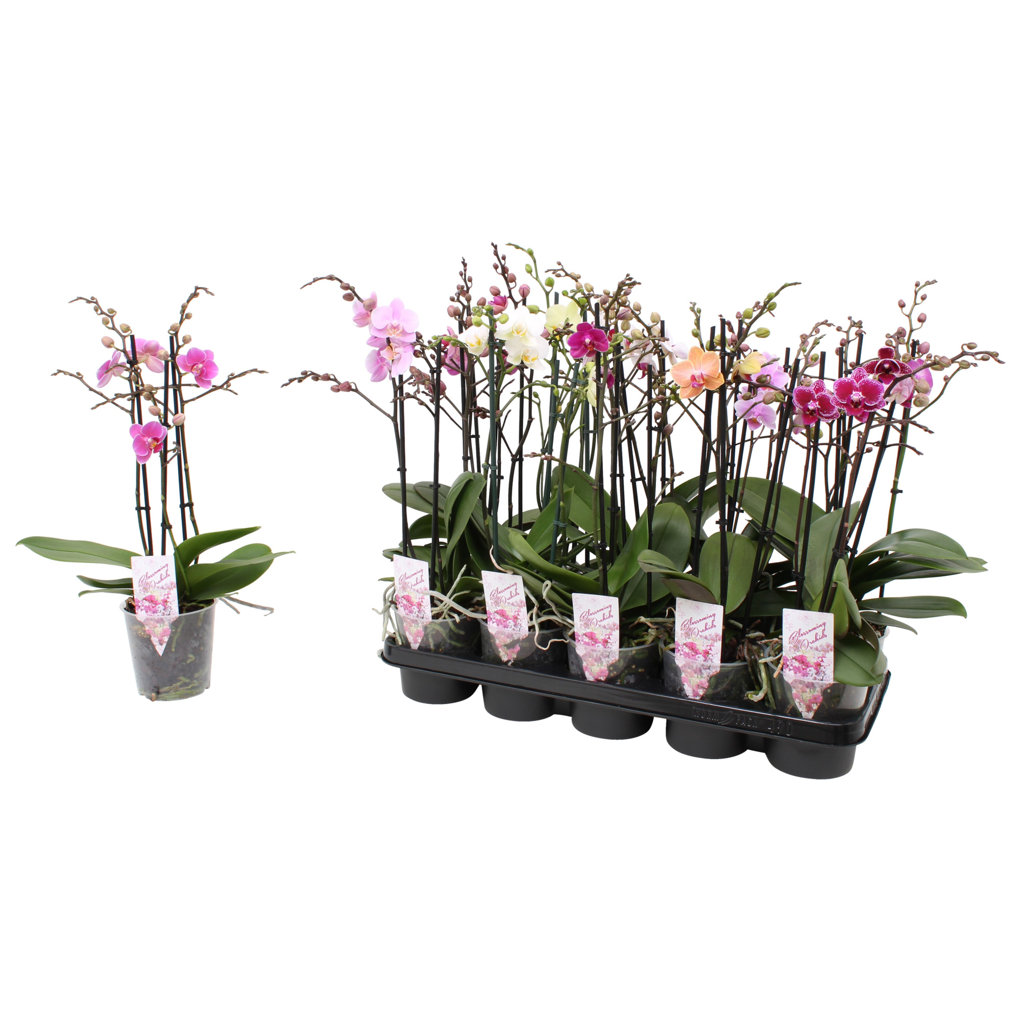 Phal. Multiflora 3-tak mix 30+ bloem, D 12