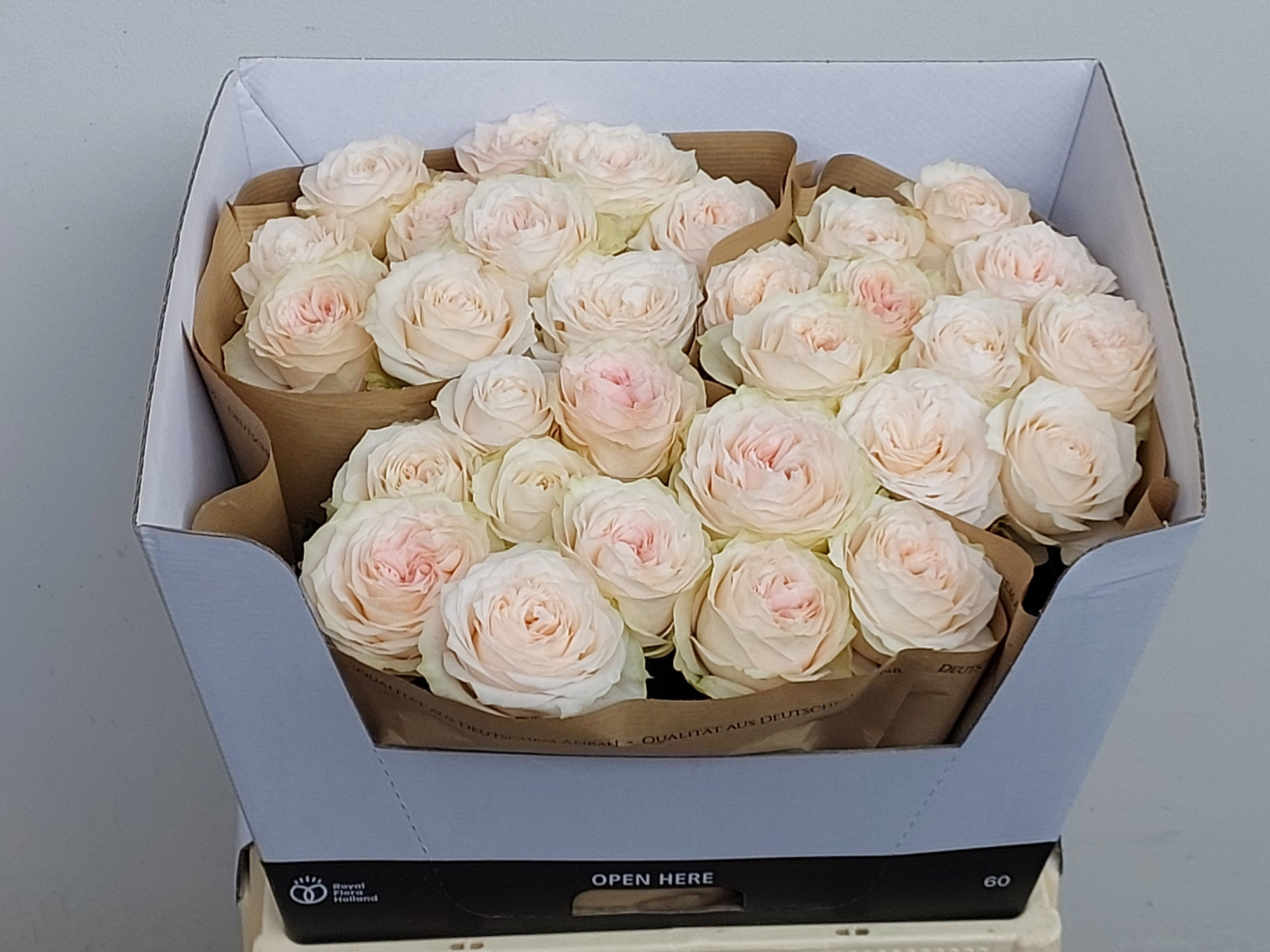 Роза од. Сандерленд! 60, шт.