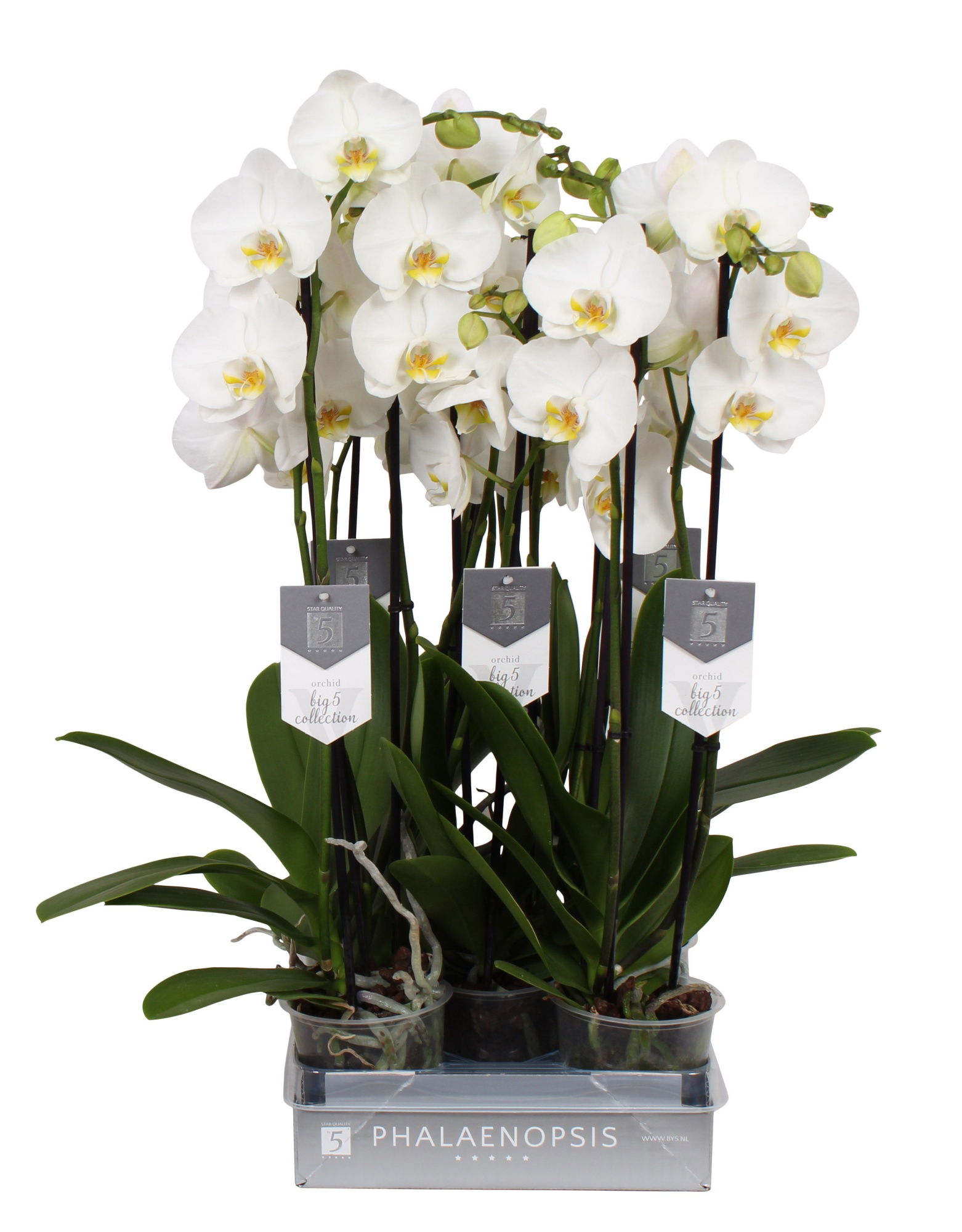 Phalaenopsis Nottingham, 3-spike 22+, D 12 cm