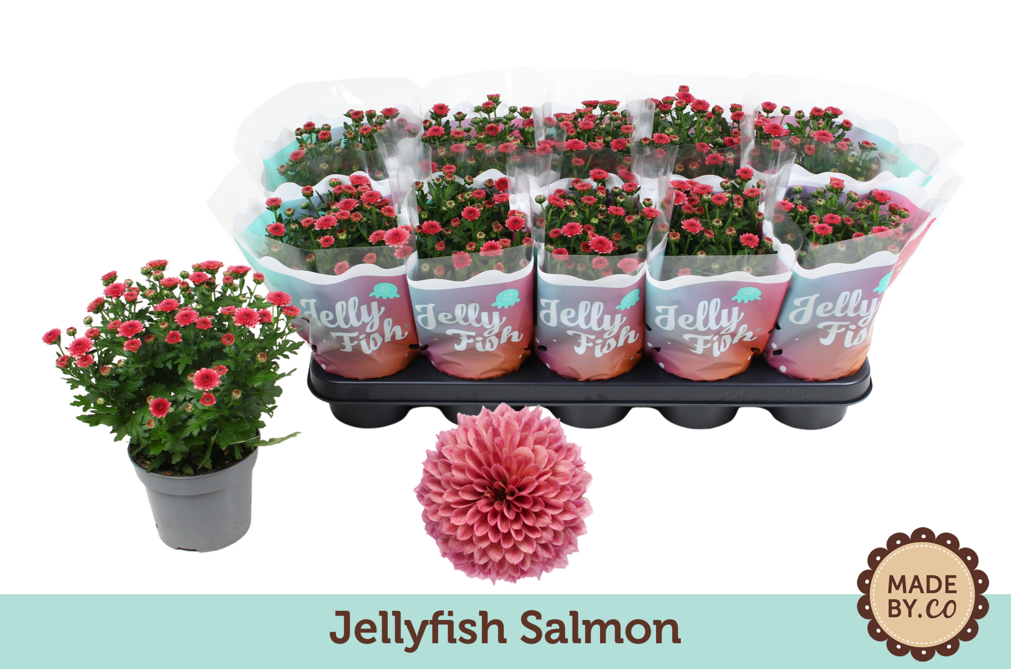 Chrysant Jellyfish Salmon, D 12