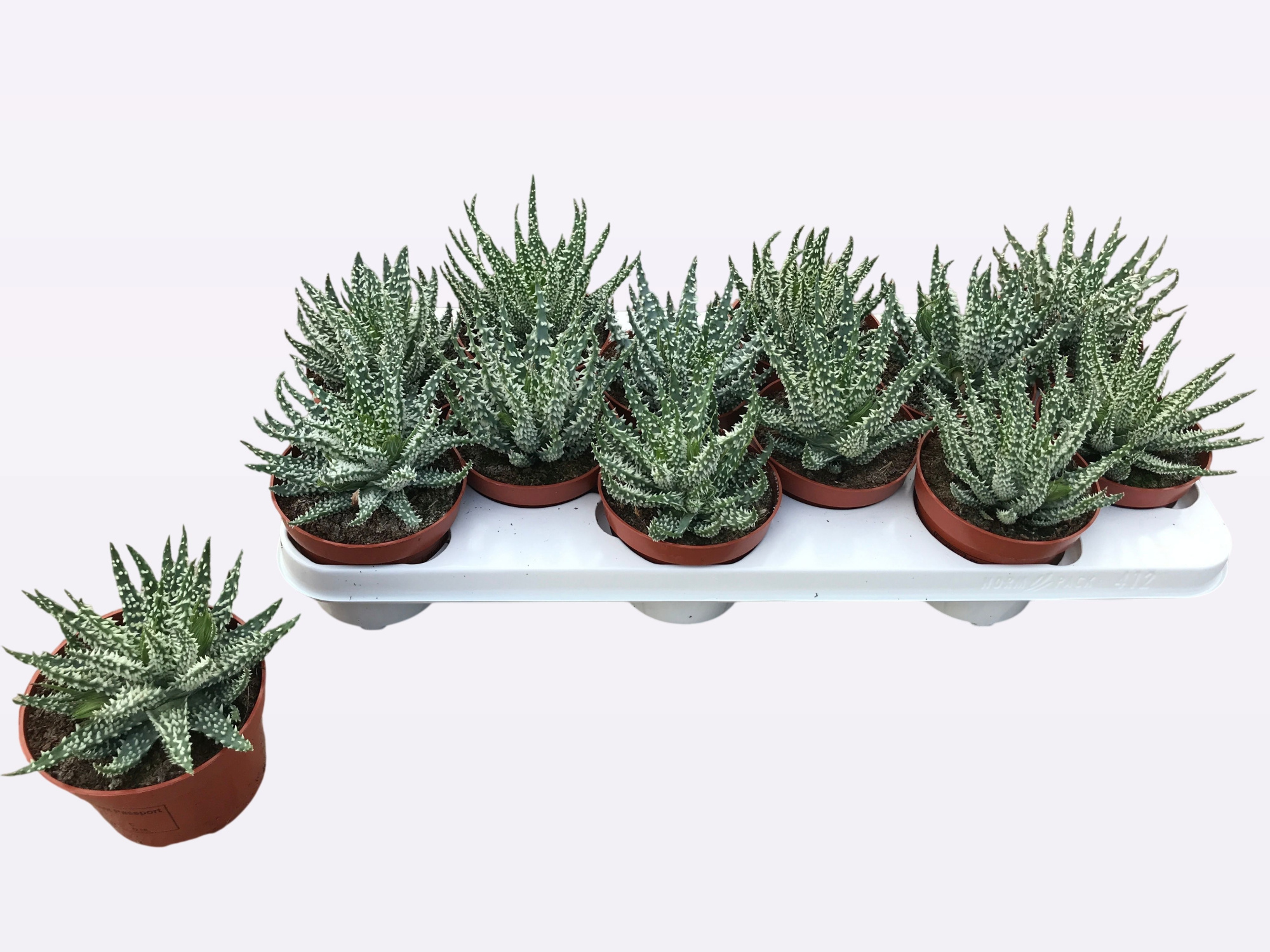 aloe humilis white met knop, D 10,5