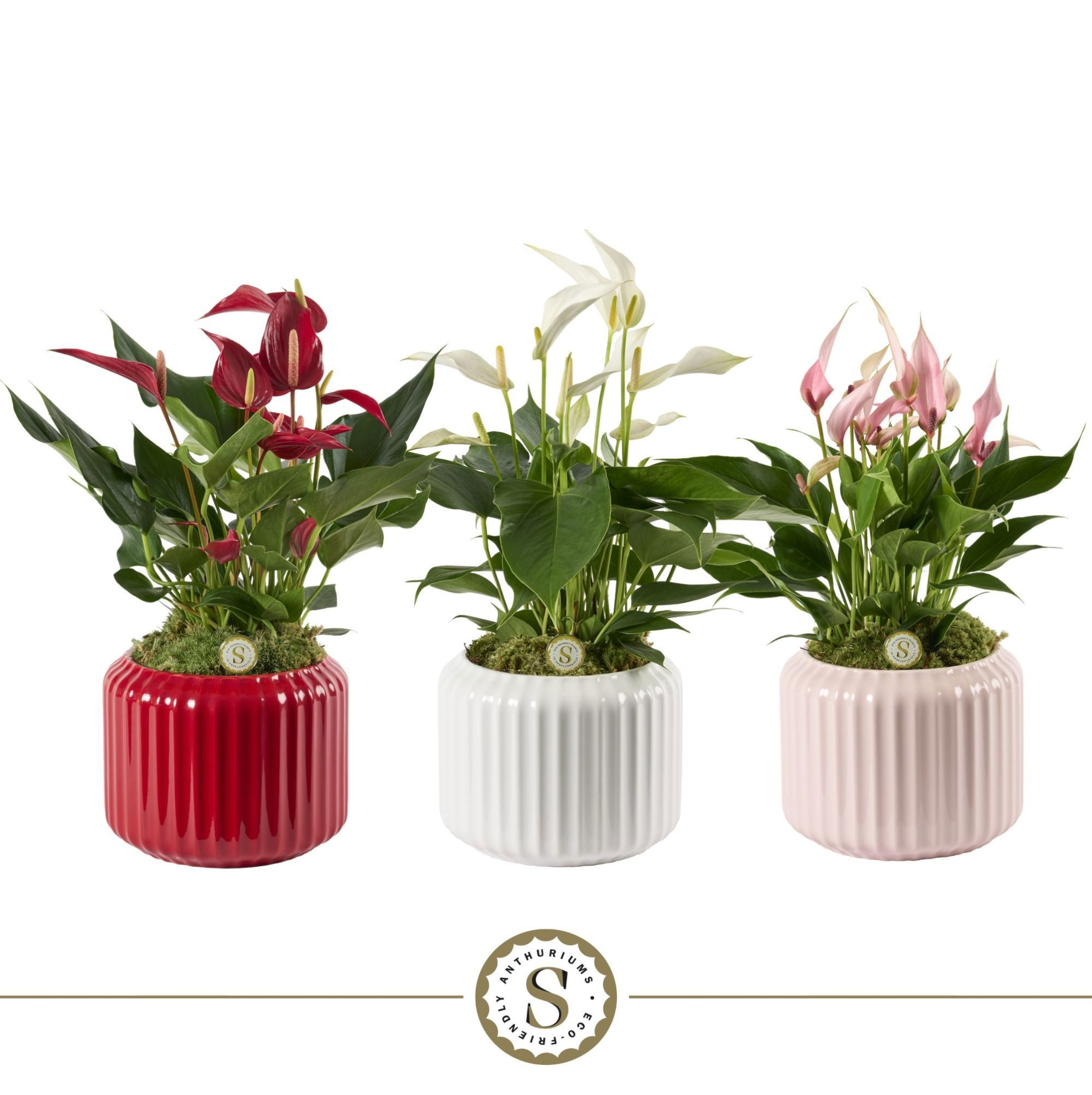 Bologna Keramiek Mix - Mille Fleurs Cava Roja Lilli, D 12