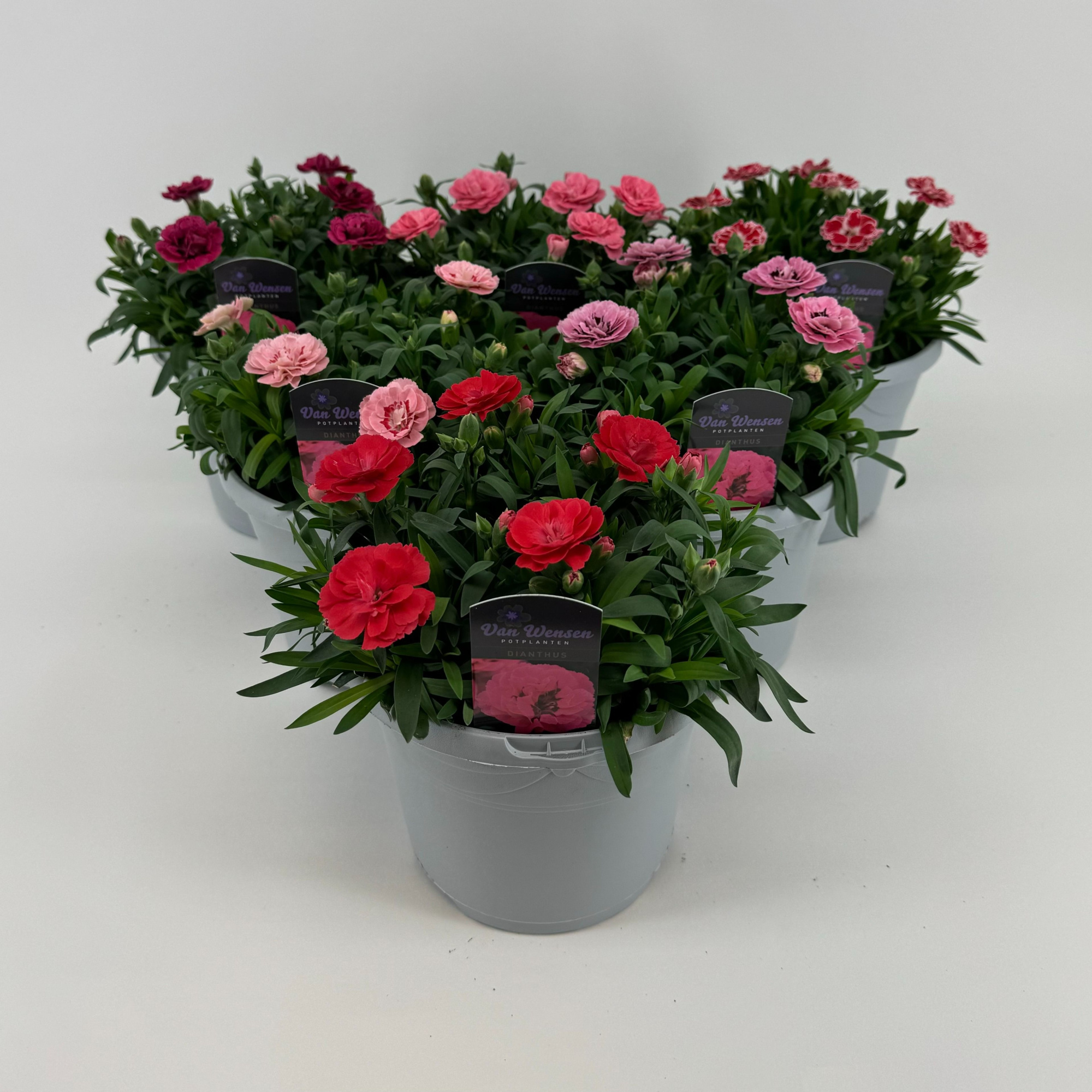 Dianthus 'Oscar' mixkar 17cm, D 17