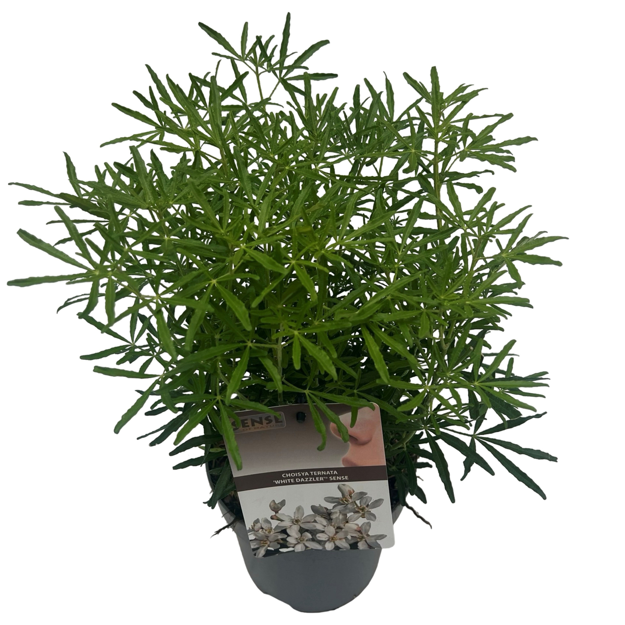 Choisya tern. 'White Dazzler' ® sense, D 17 cm