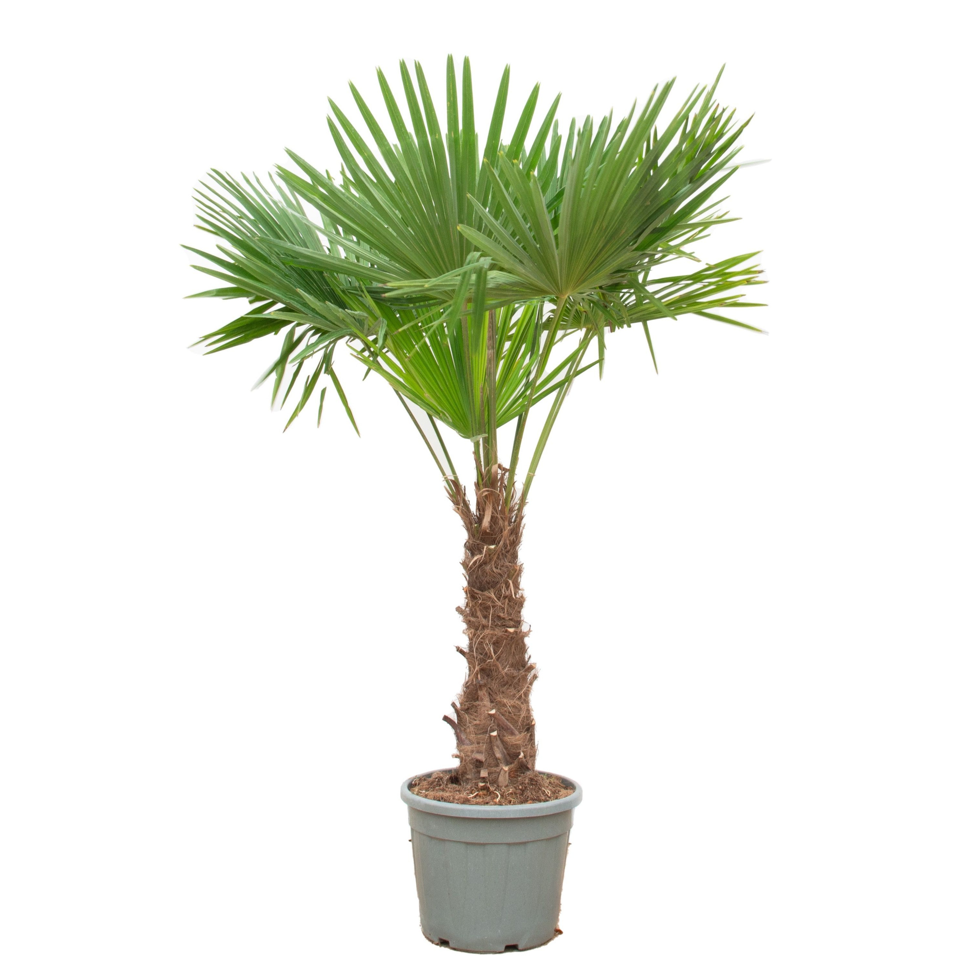 Trachycarpus Fortunei - 240cm, D 45 cm