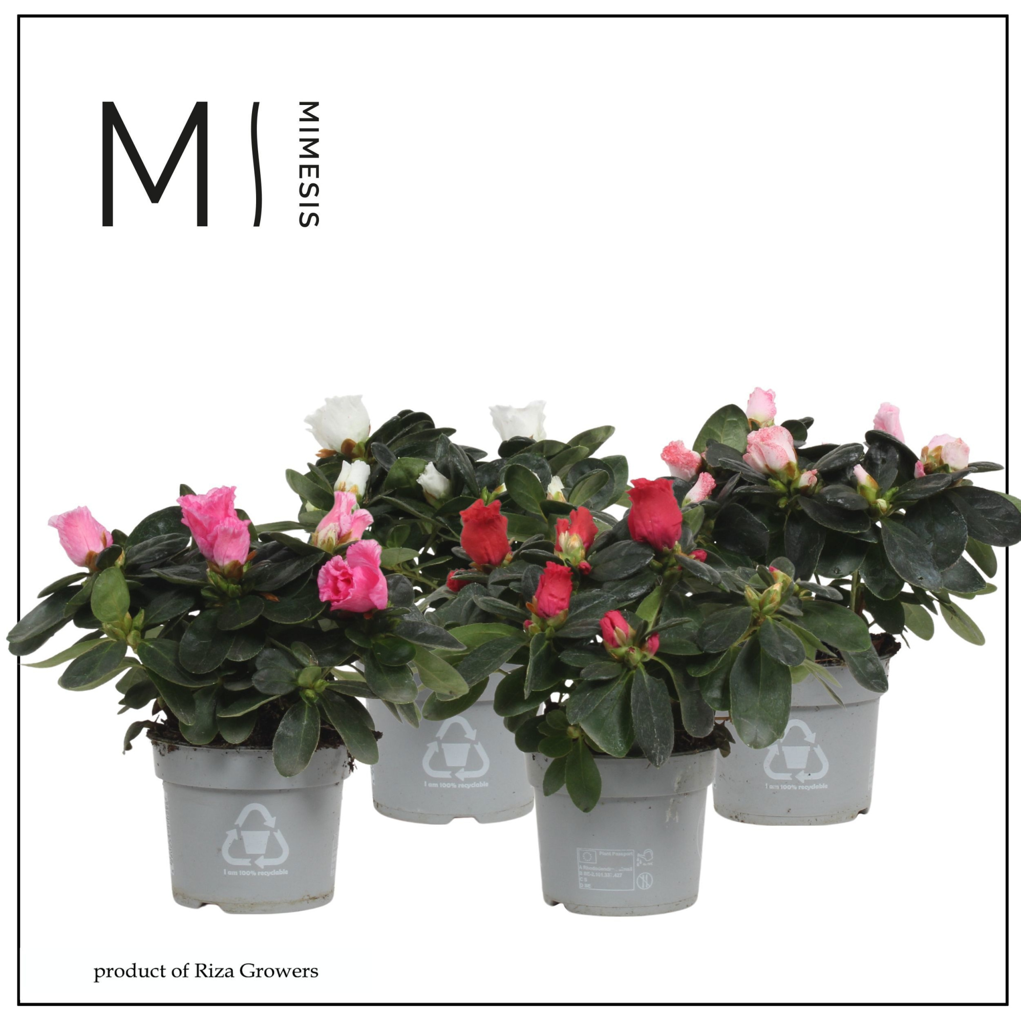 Mimesis Azalea Mix - 9cm, D 9 cm