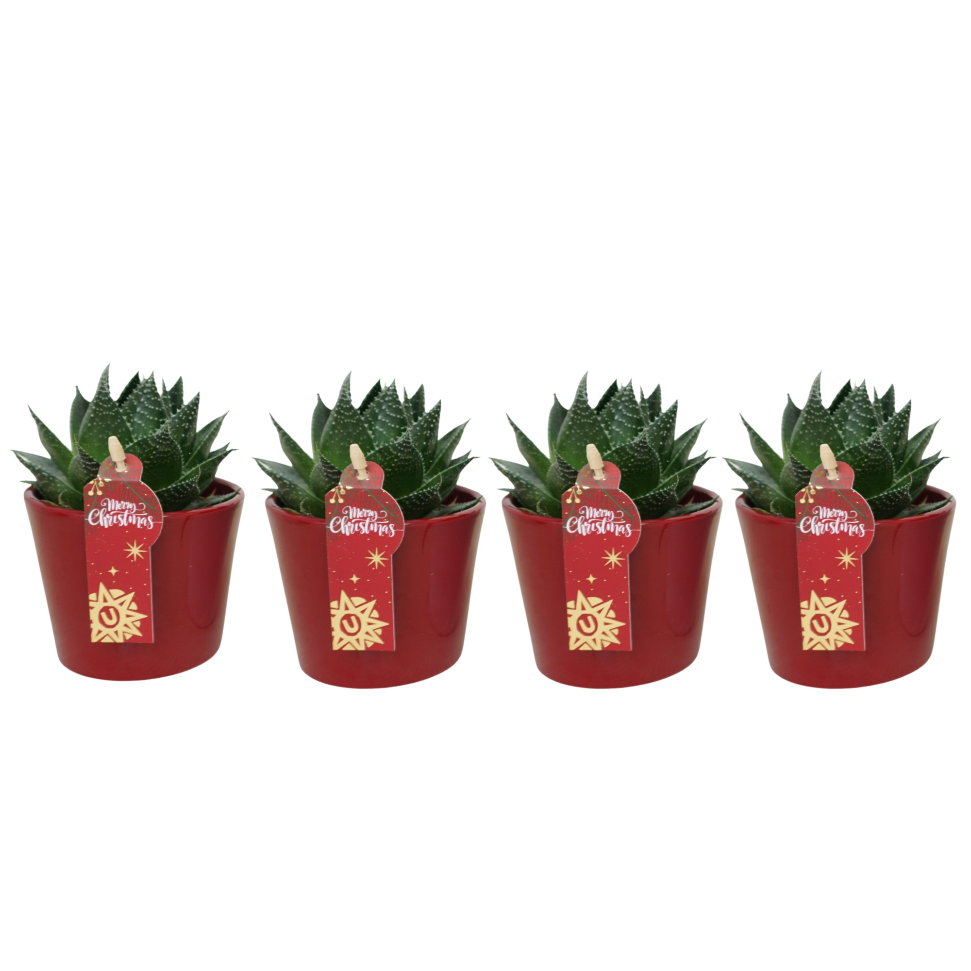 Aloë cosmo in 9 cm Rood Kerst potje, D 8,5 cm