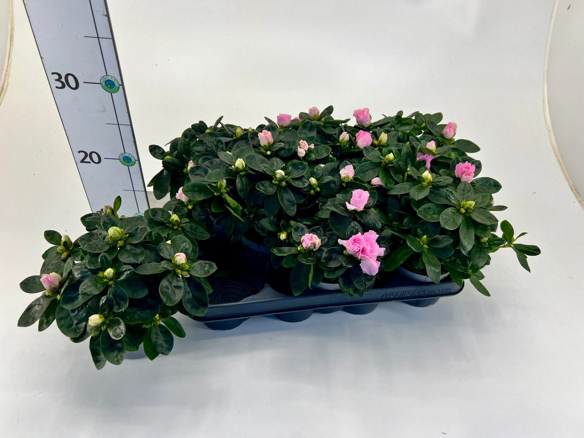 Rhododendron simsii T10,5 light pink, D 10 cm