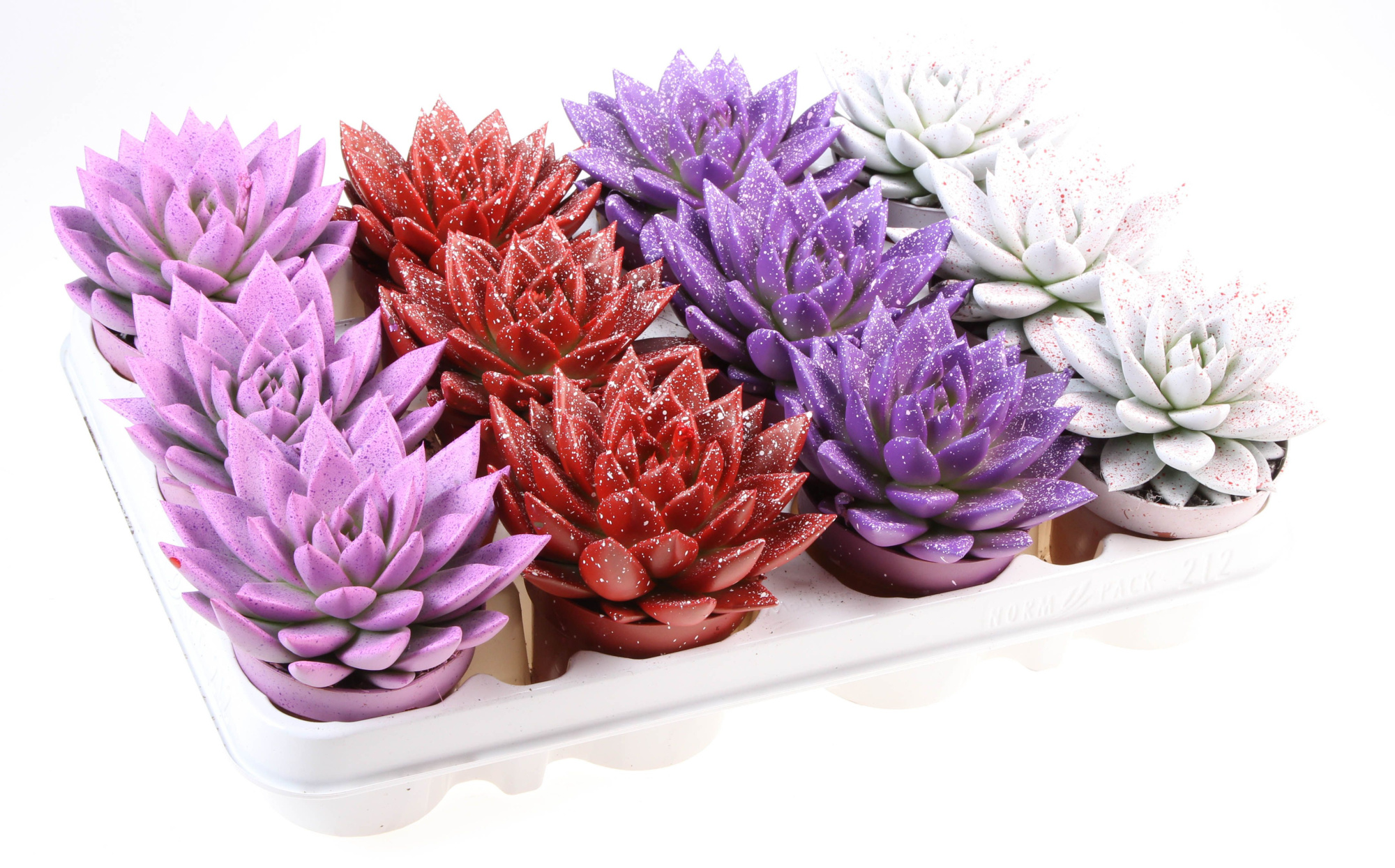 Miranda sprinkle love mix, D 8,5