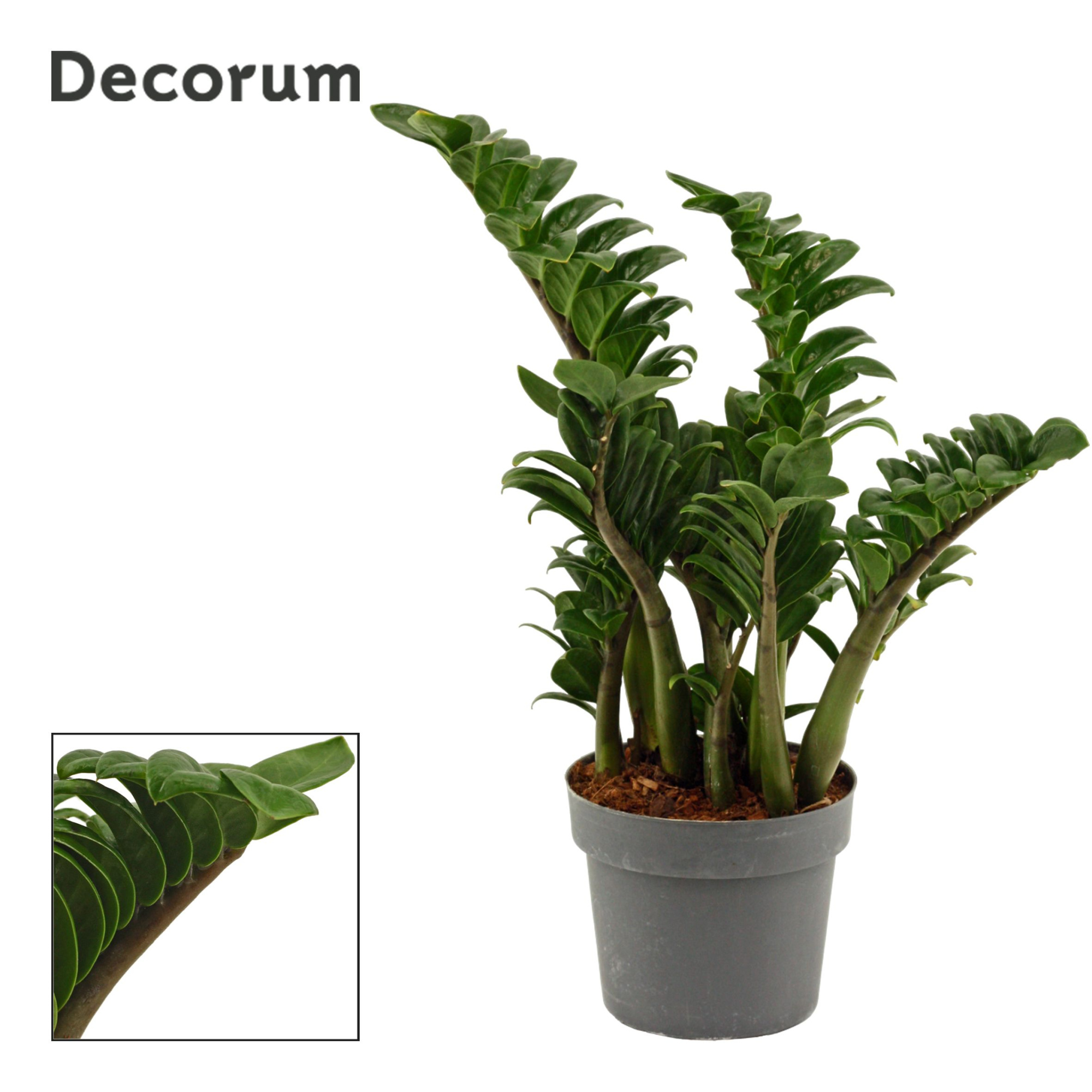 Zamioculcas Zenzi 17 cm, 4+ veren (Decorum), D 17