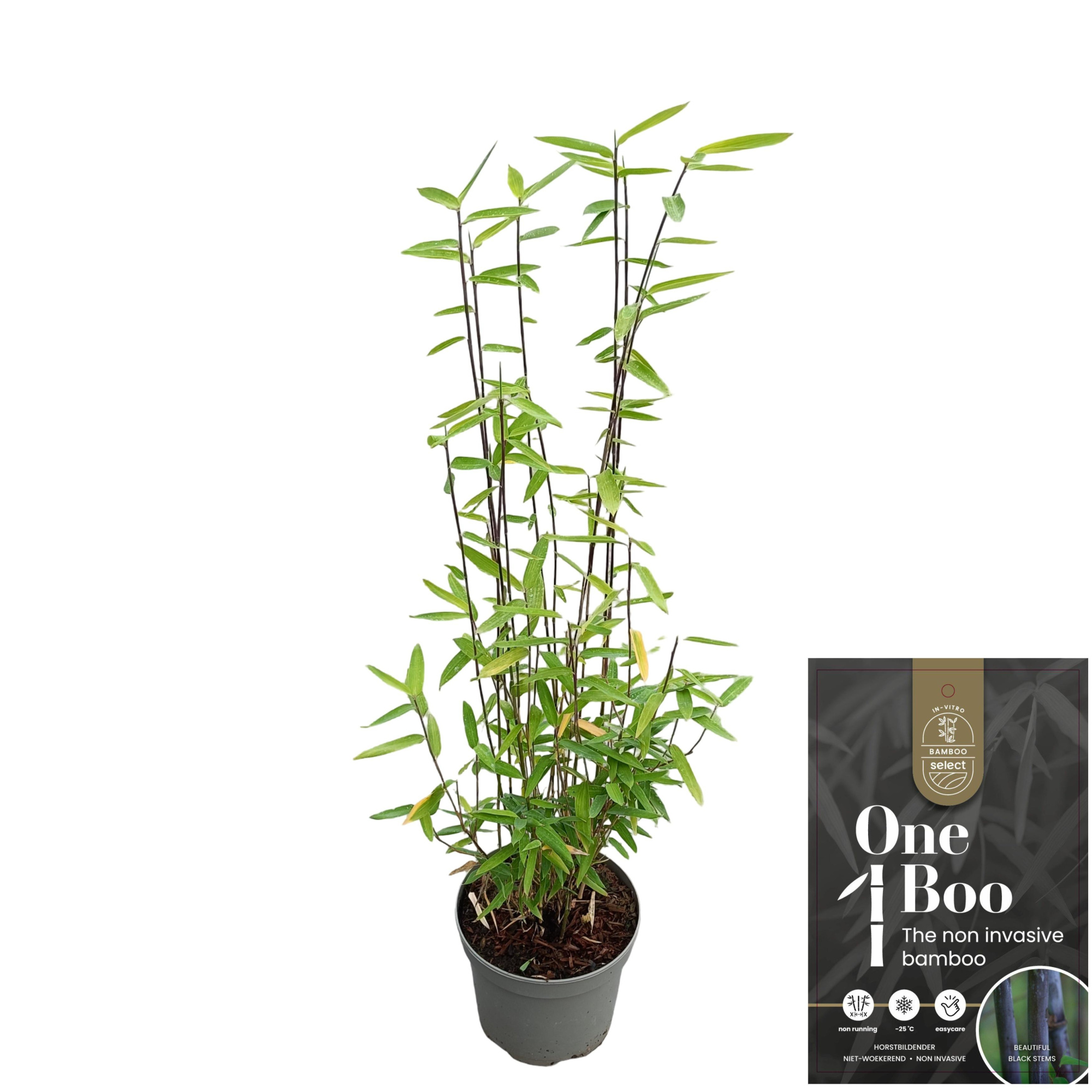 Fargesia nitida 'Black Dragon', D 17 cm