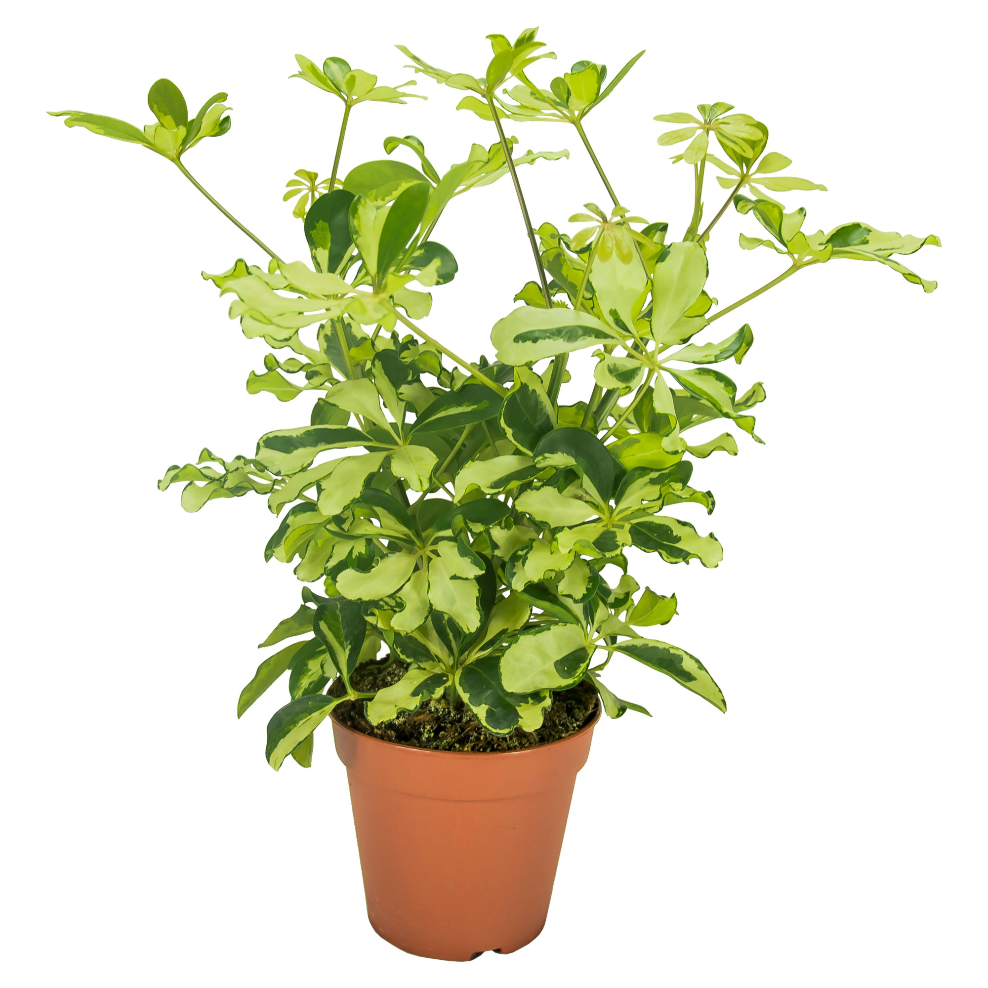 Schefflera Charlotte Vertakt, D 13 cm