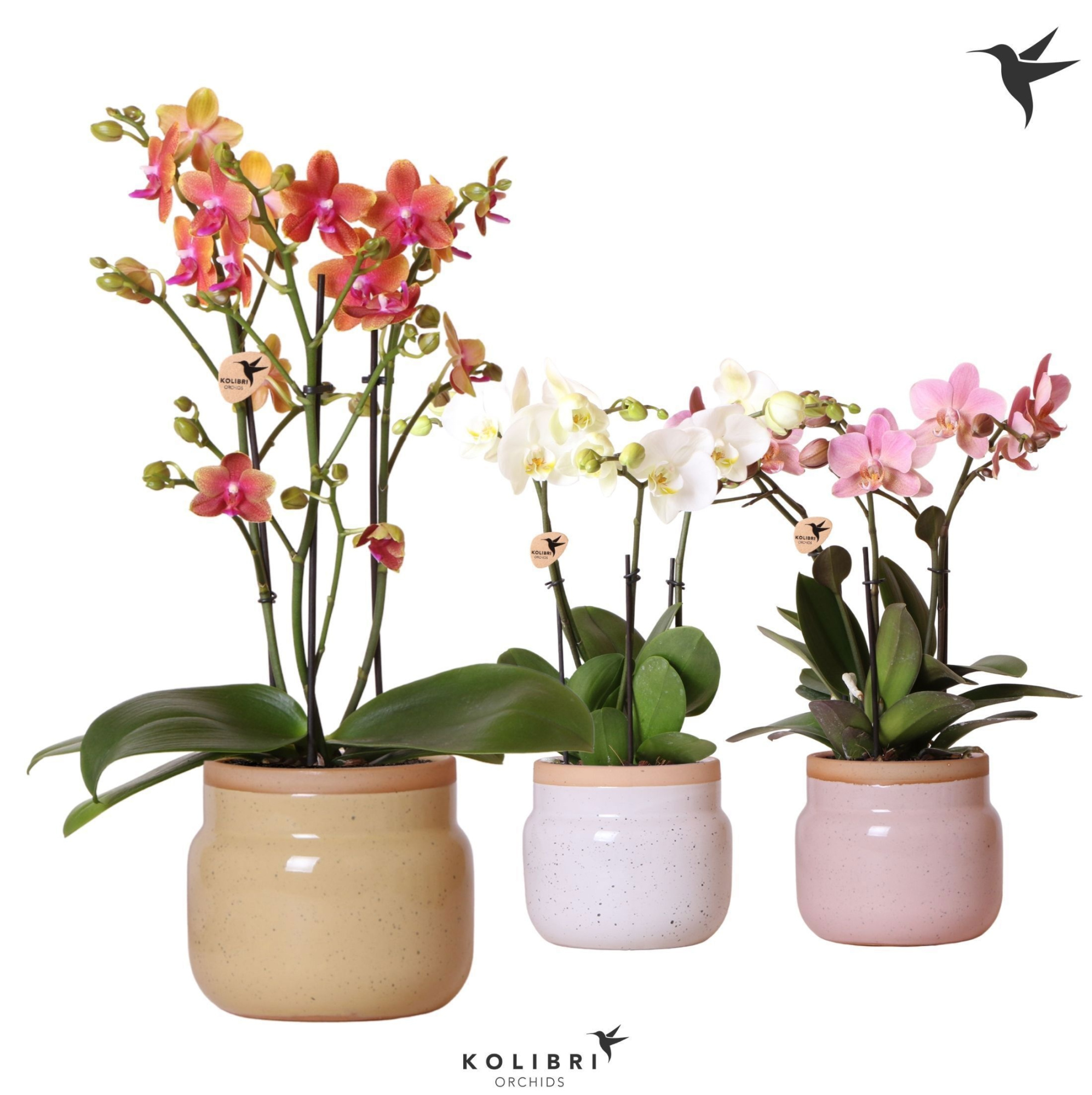 Kolibri Orchids Phalaenopsis Jewel mix 3/4 spike in Vintage bowl, D 12 cm