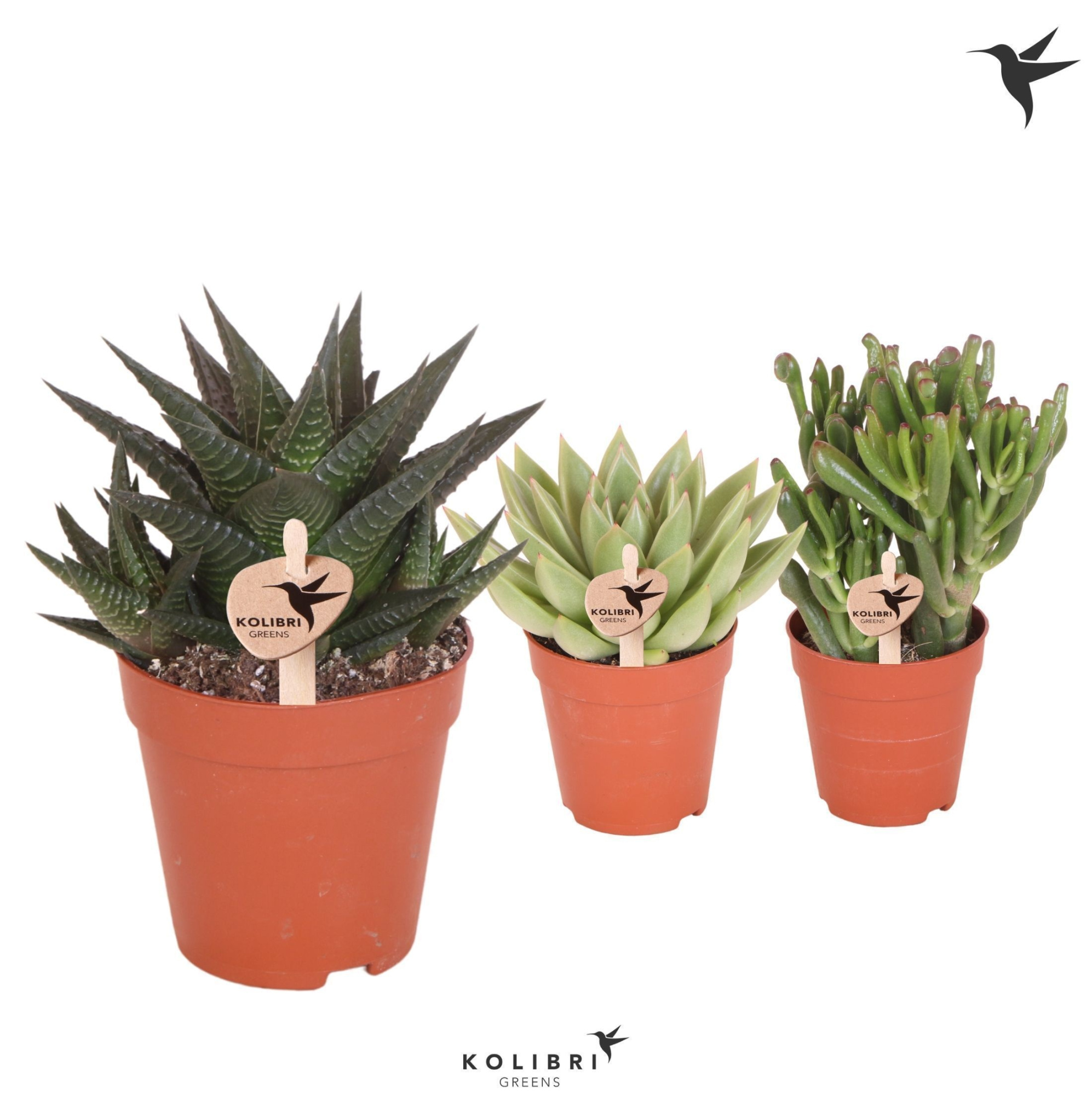 Kolibri Greens Succulenten mix, D 9 cm