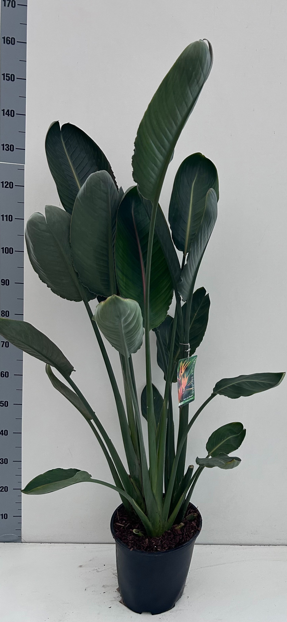 Strelitzia reginae 27cm pot 3ppp, D 27