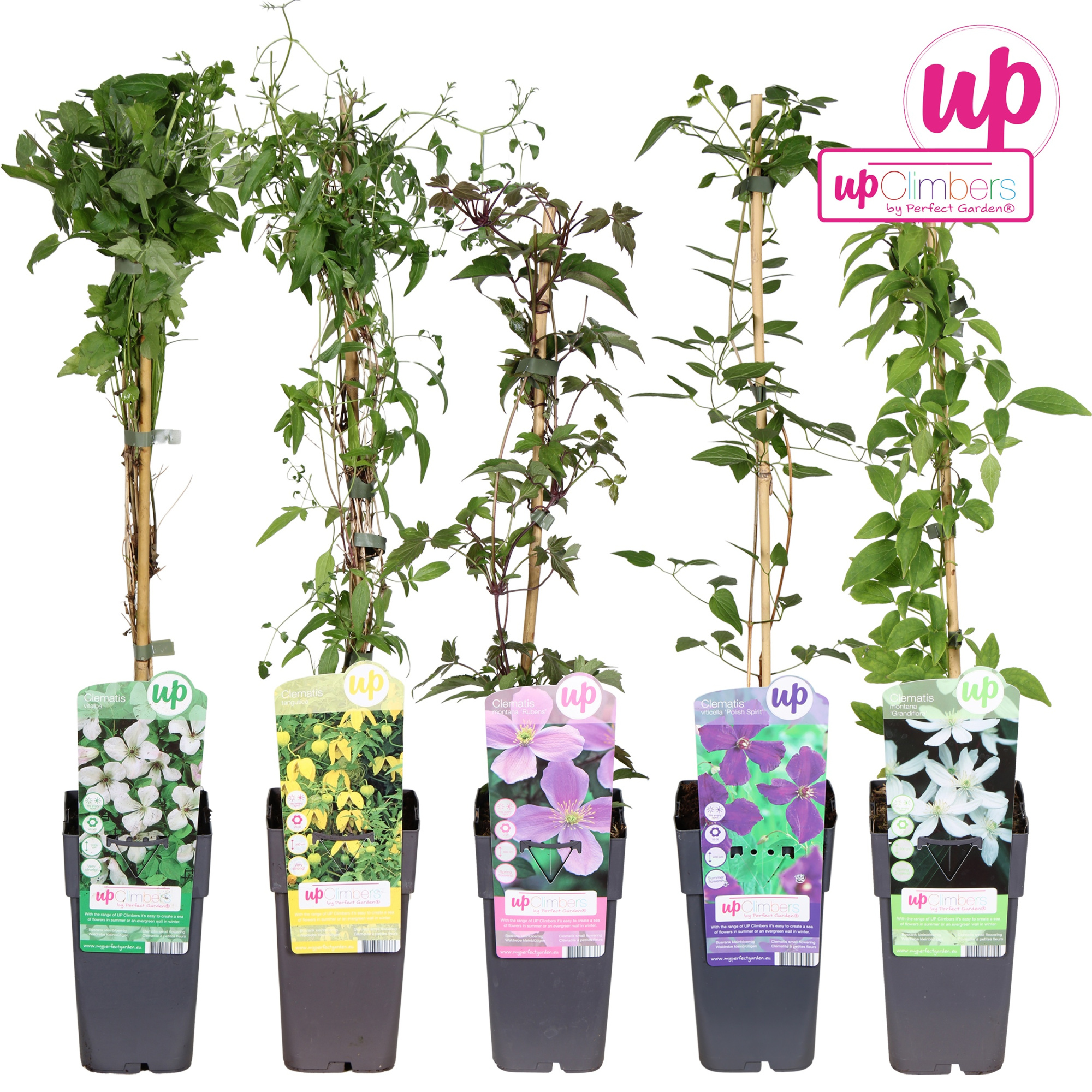 Clematis mix laag kleinbloemig P15, D 15 cm