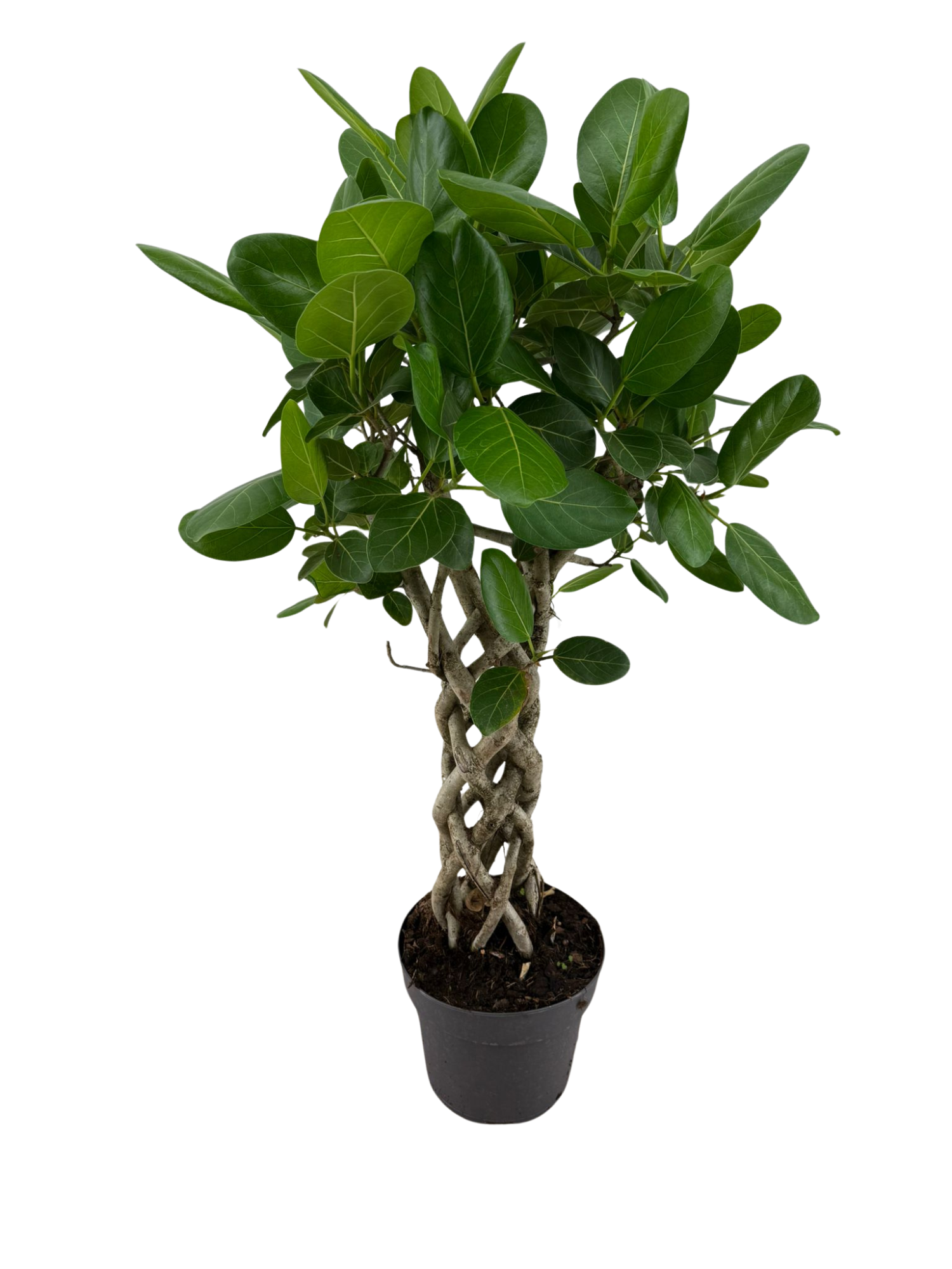 Ficus Benghalensis Audrey koker p24, D 24 cm
