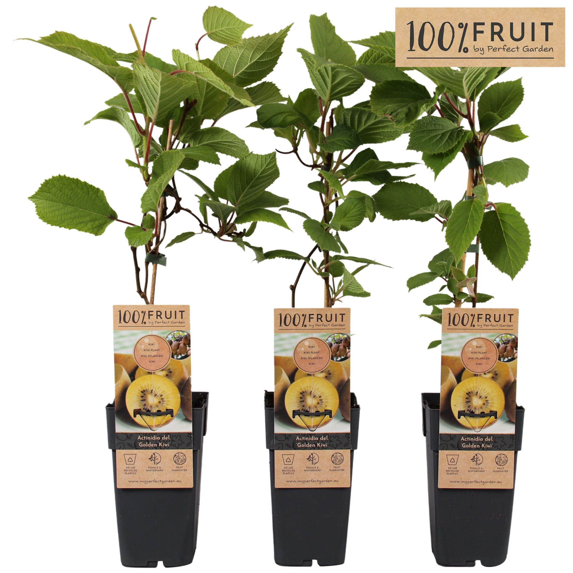 Actinidia deliciosa Golden Kiwi P15, D 15 cm