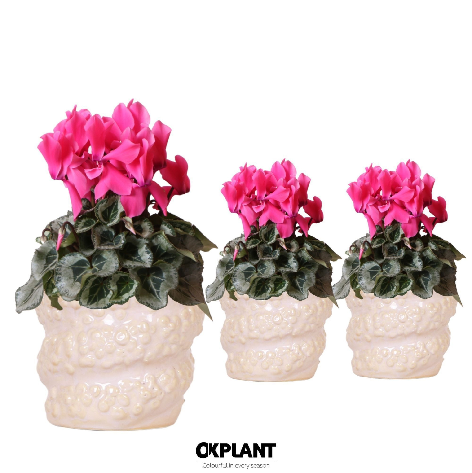 Cyclamen Rembrandt pink in Octopus pot pink, D 12 cm