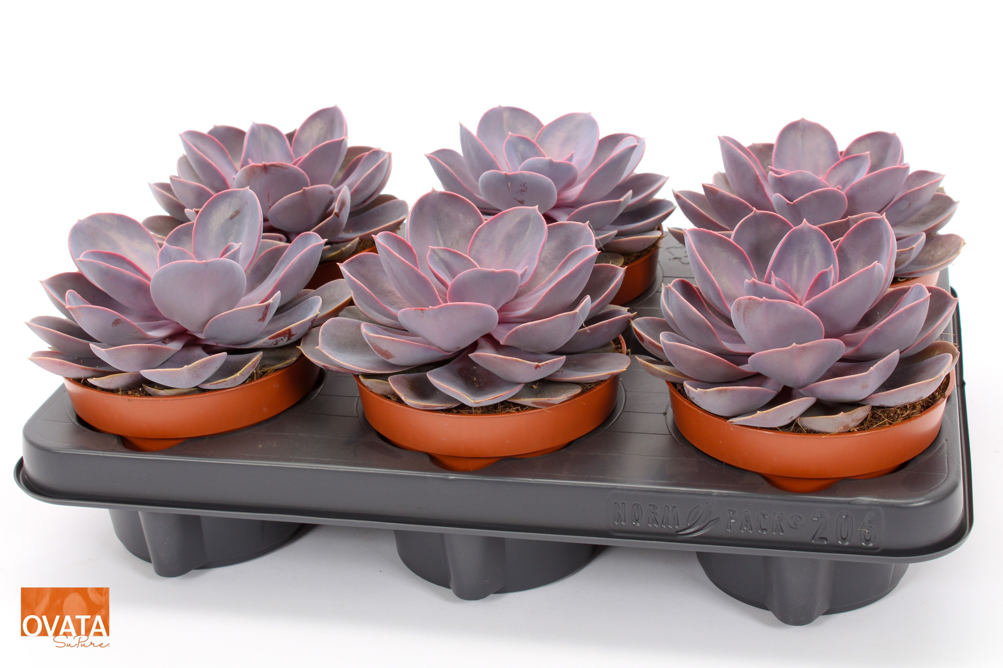 Echeveria purple pearl 12 pearls, D 12 cm