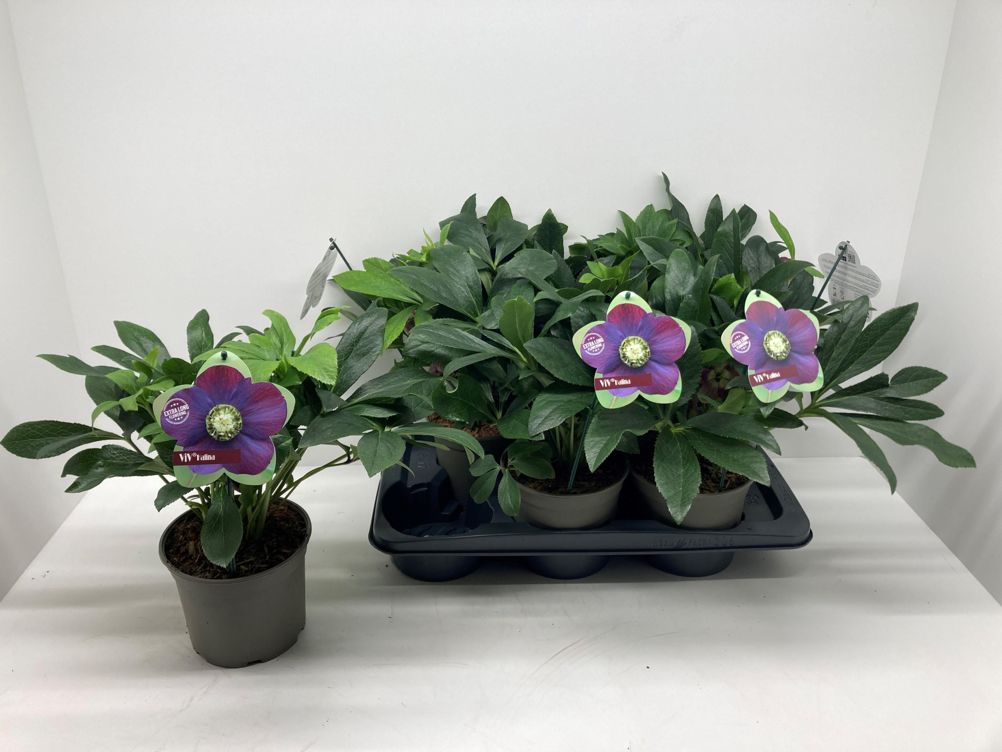 Helleborus orientalis 'ViV Halina', D 17 cm