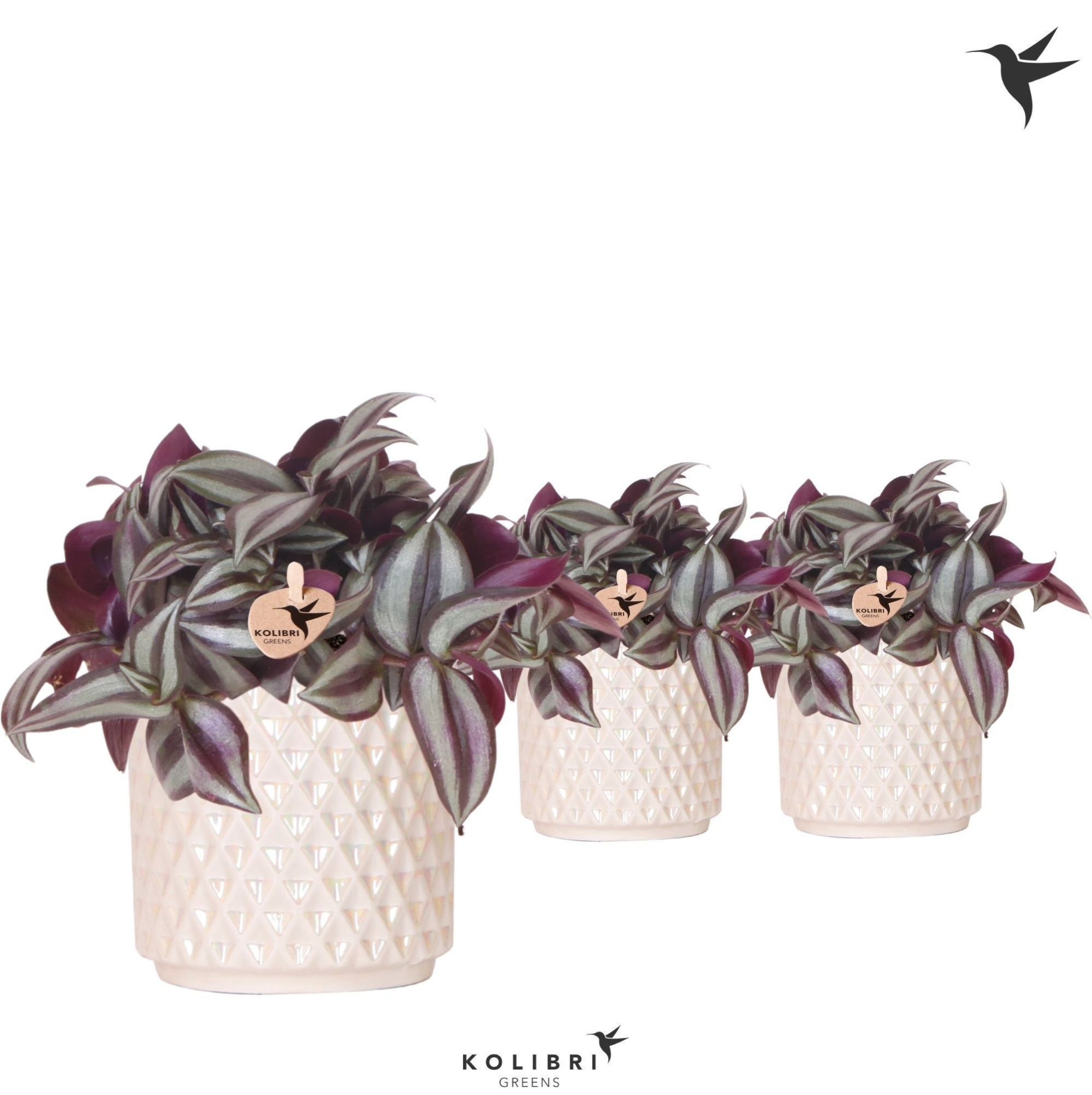 Kolibri Greens Tradescantia Zebrina in Diamond Pearl pot travertine, D 9 cm