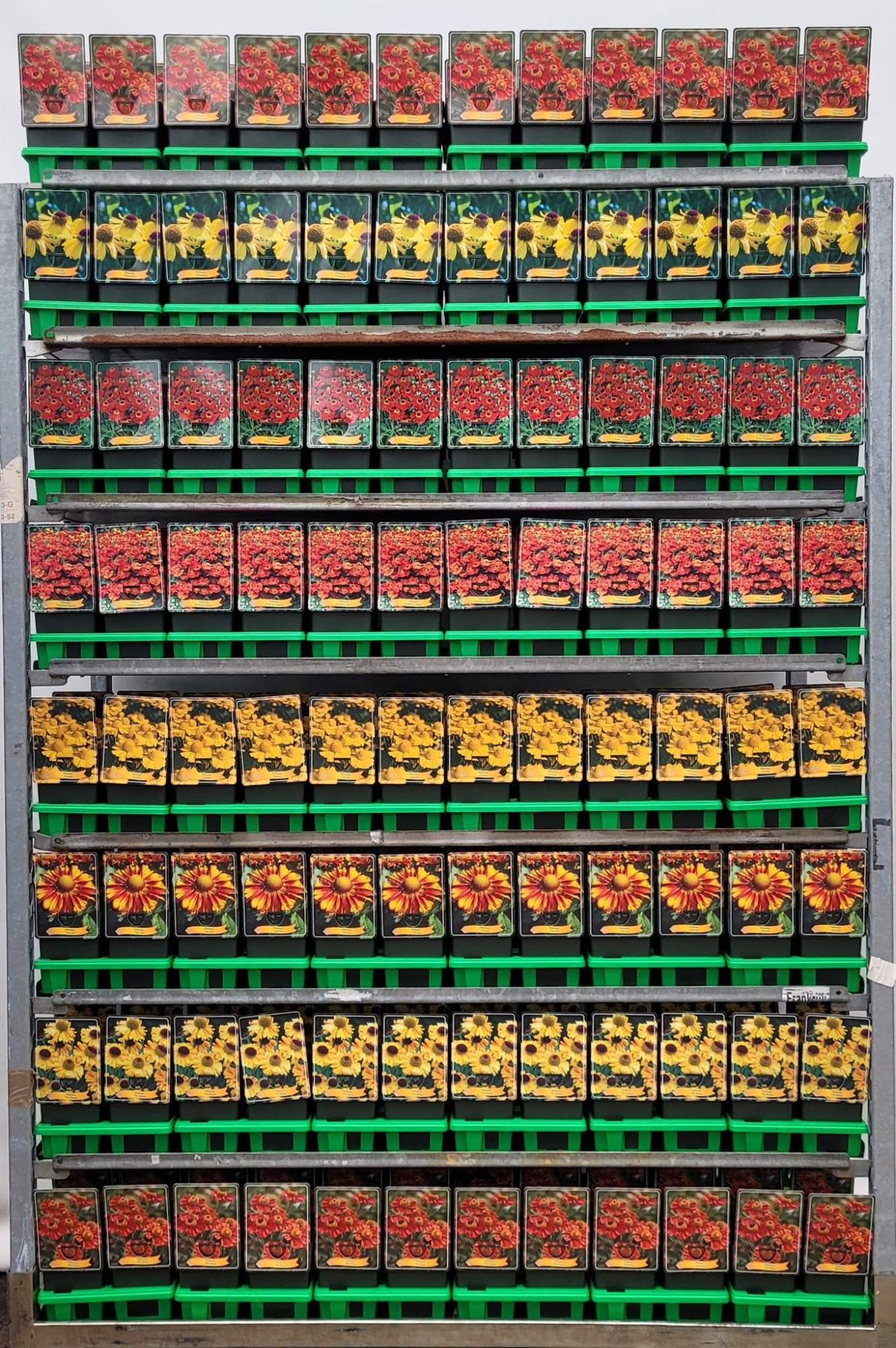 Helenium Mix CC P11, D 11 cm