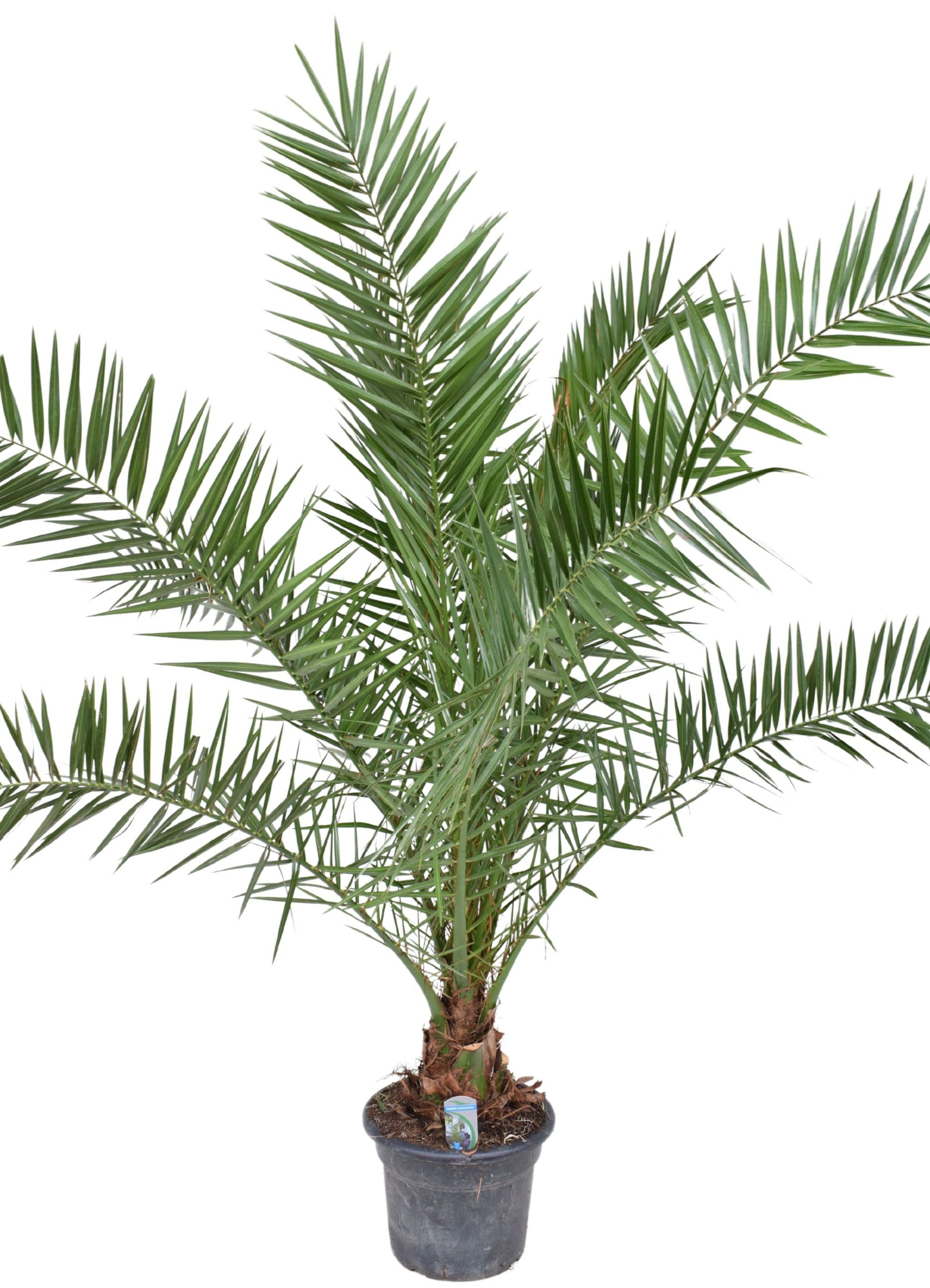 Phoenix canariensis P30 H180, D 30 cm