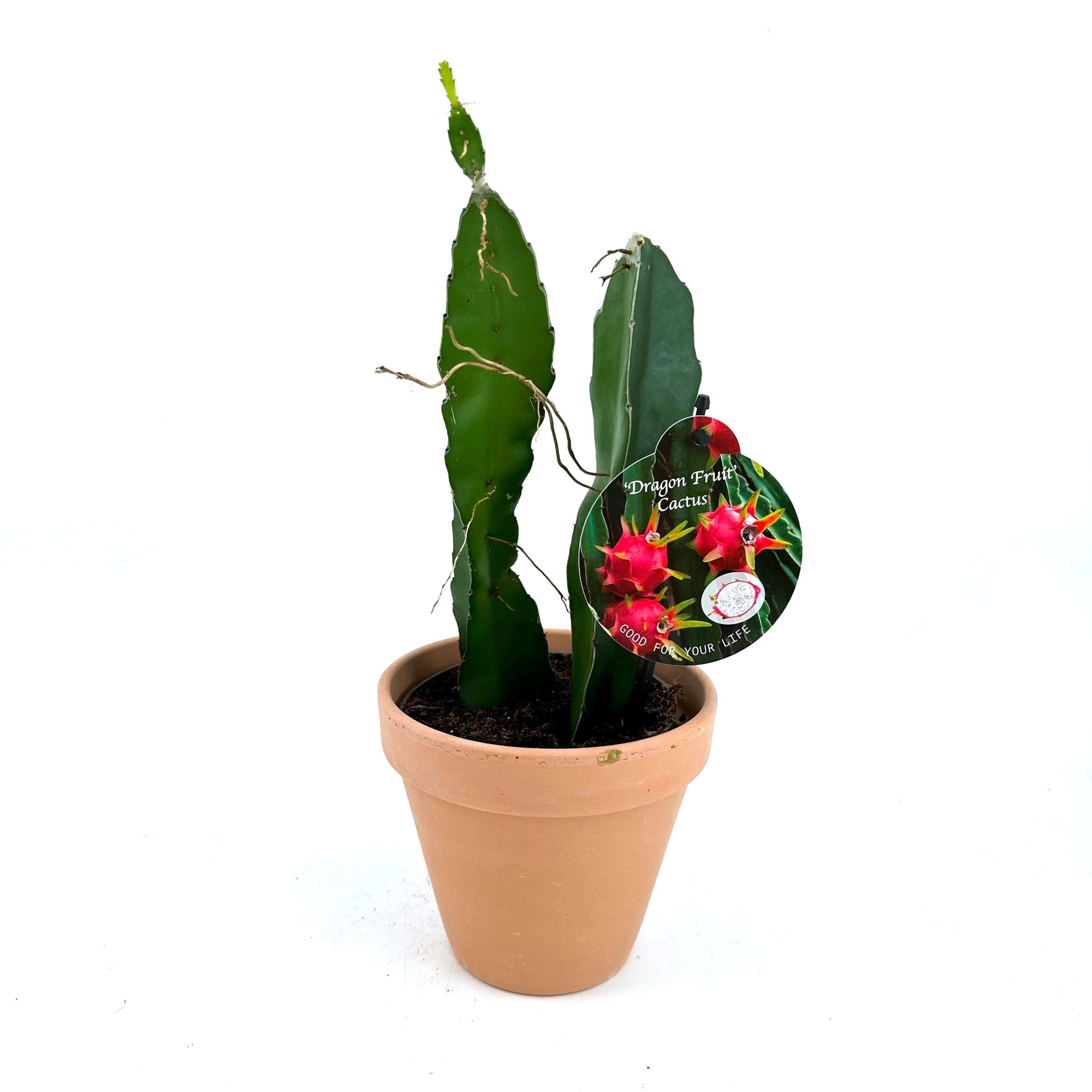 Dragon Fruit Cactus w/claypot, D 12 cm