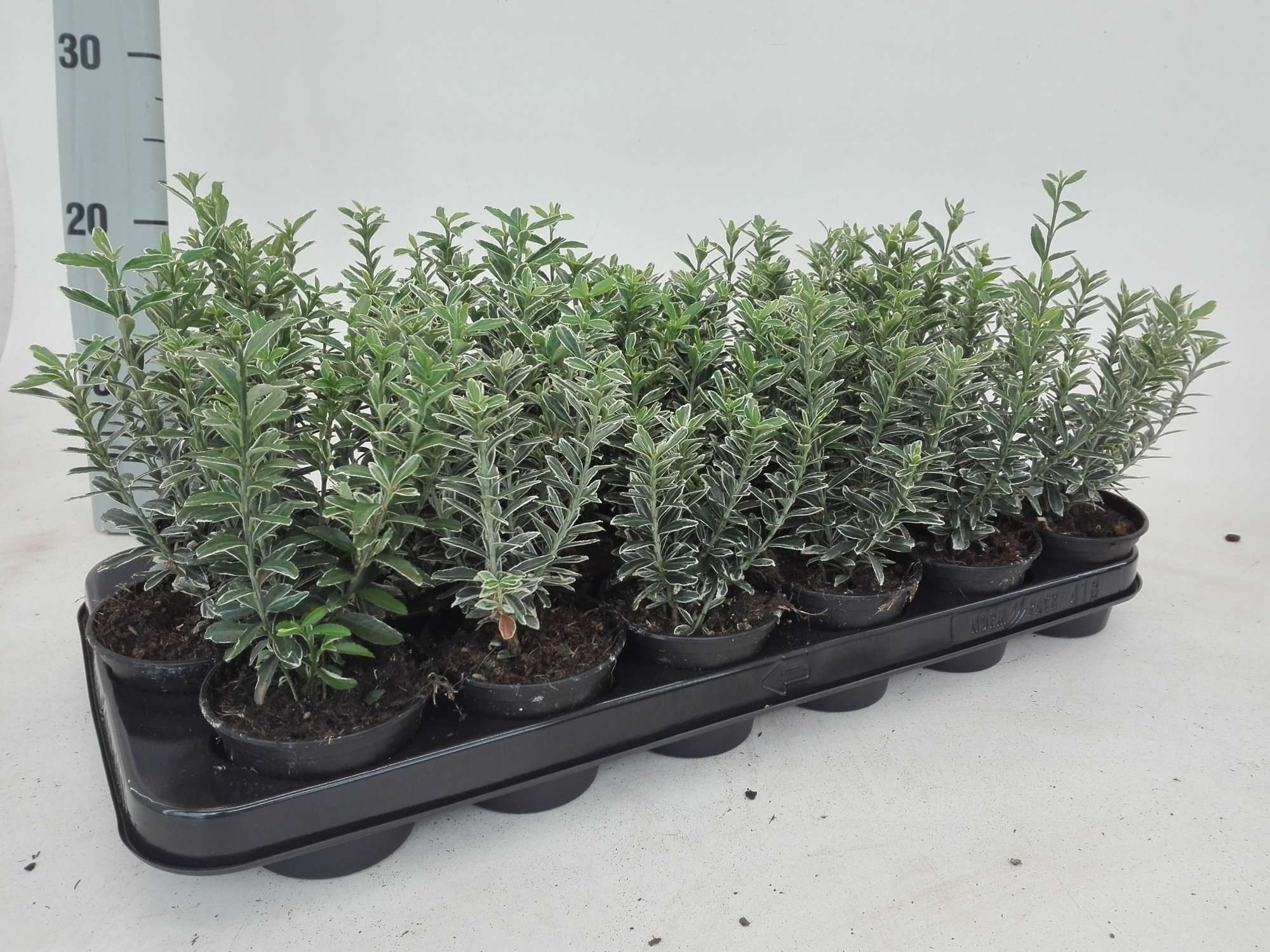 Euonymus Micro Albovar, D 9 cm