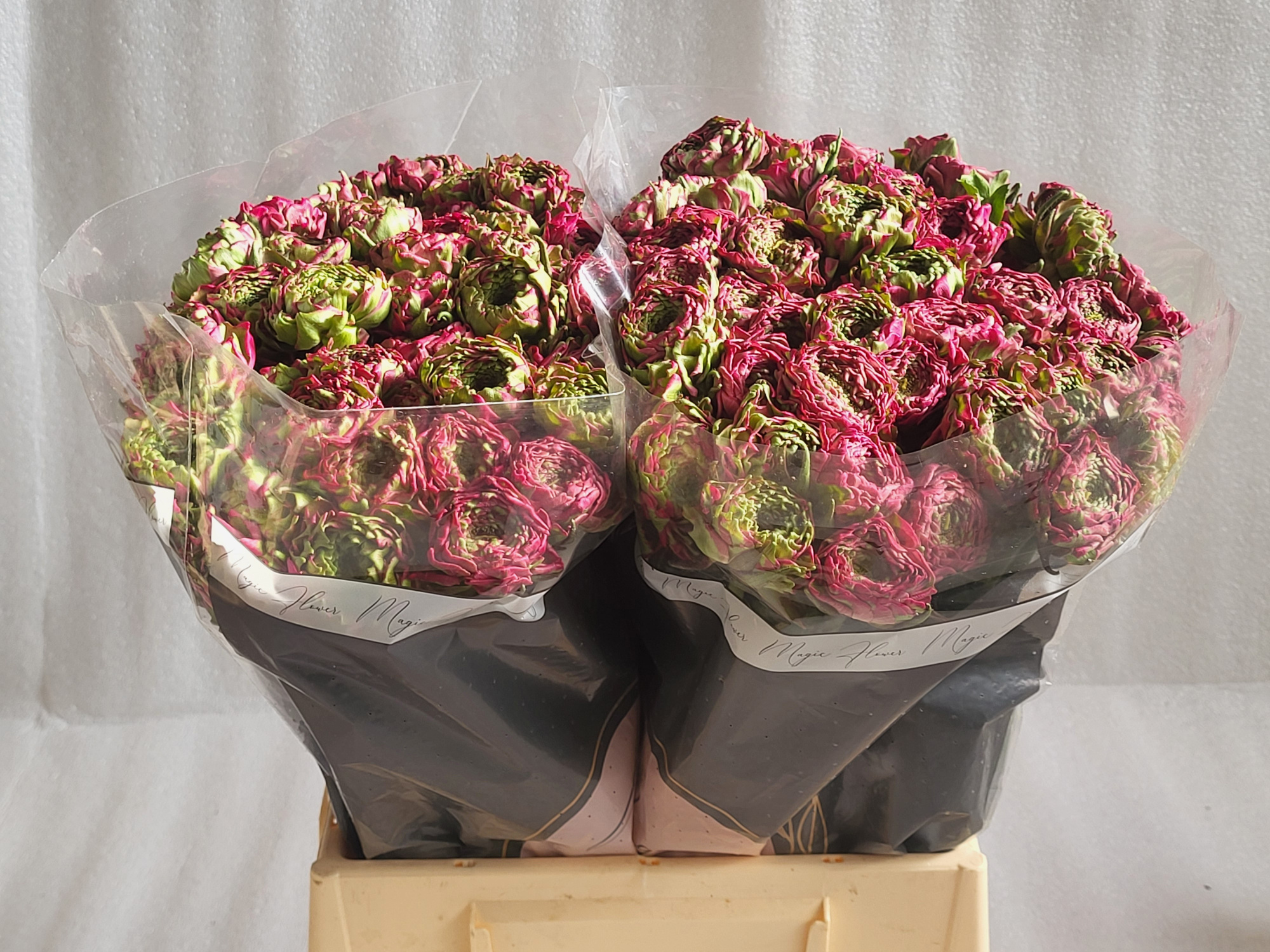 Ранункулус Пон Пон Аладдин 45 (розово-зел.), шт.