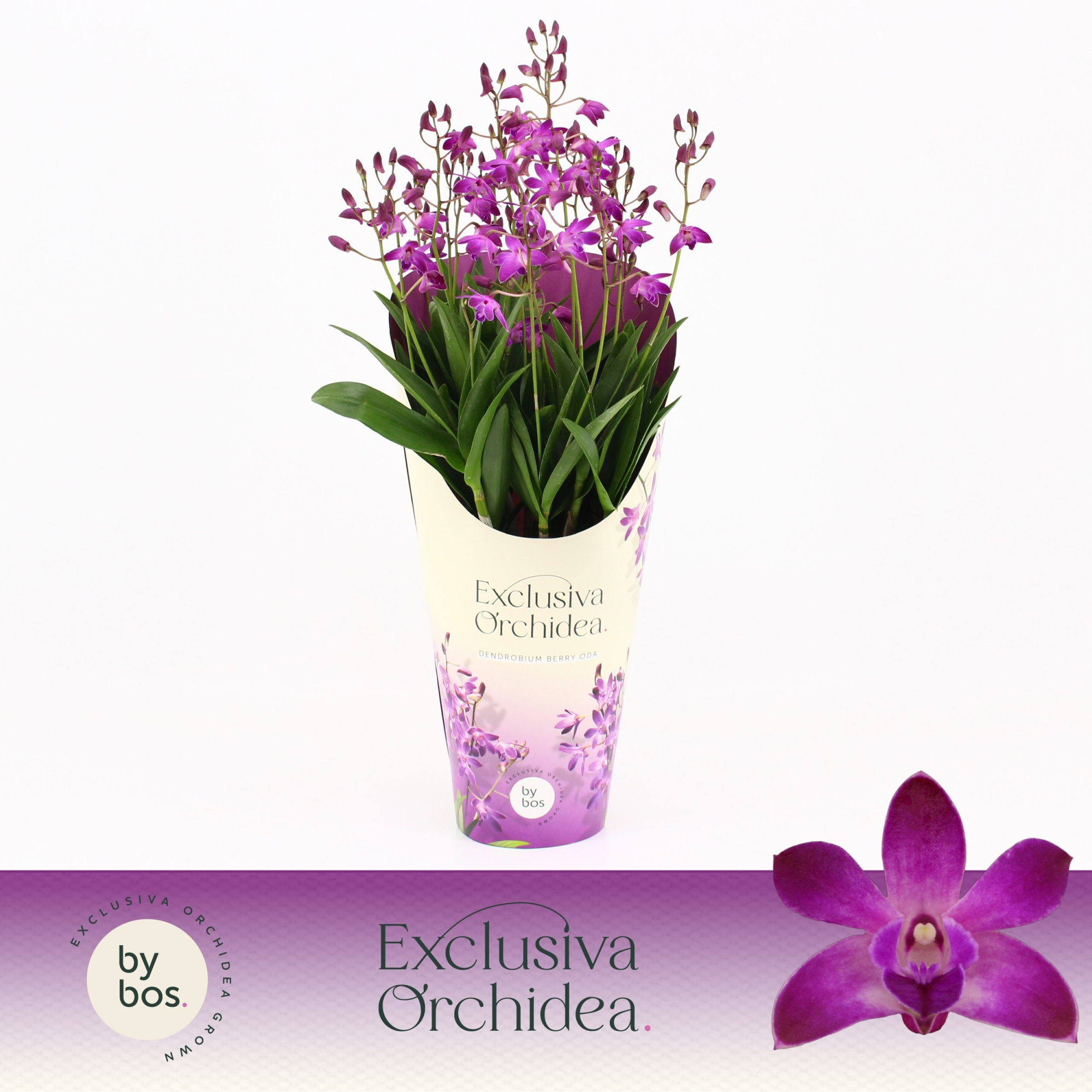 Dendrobium, Berry Oda 12+ spike 'Exclusiva Orchidea' Potcover, D 12