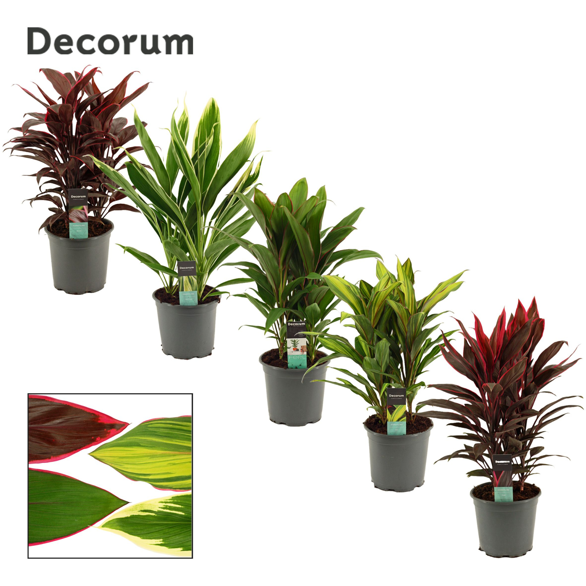 Cordyline Gemengd Toef 19 cm (Decorum), D 19 cm