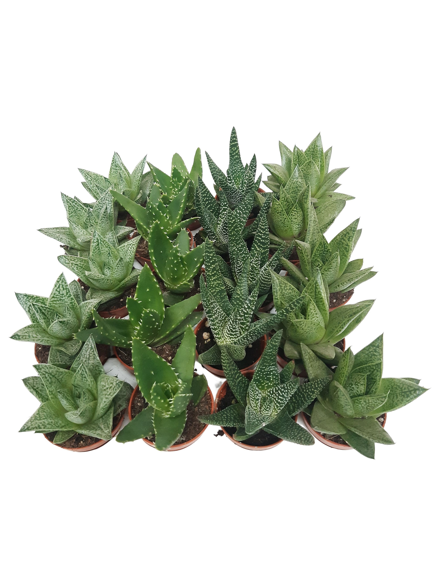 SNSUC1 Mini Succulent mix 5,5 cm, D 5,5 cm