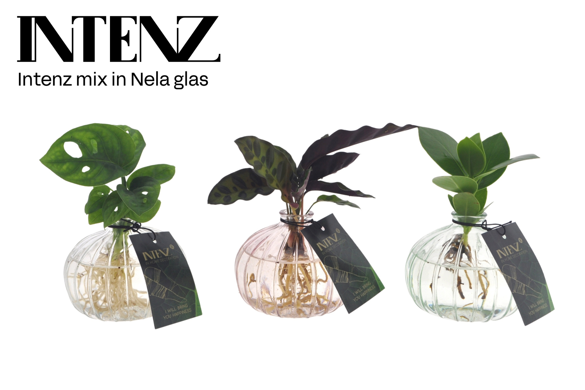 Intenz mix in Nela 3 kleuren - levertijd: 24 uur, D 7 cm