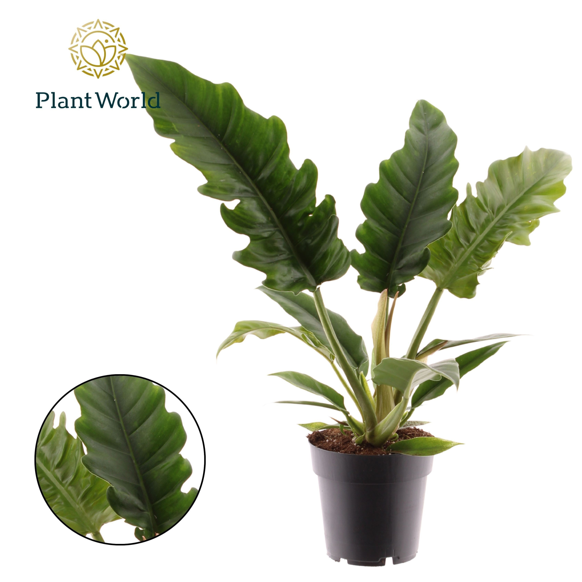 Philodendron Narrow Escape, D 14 cm