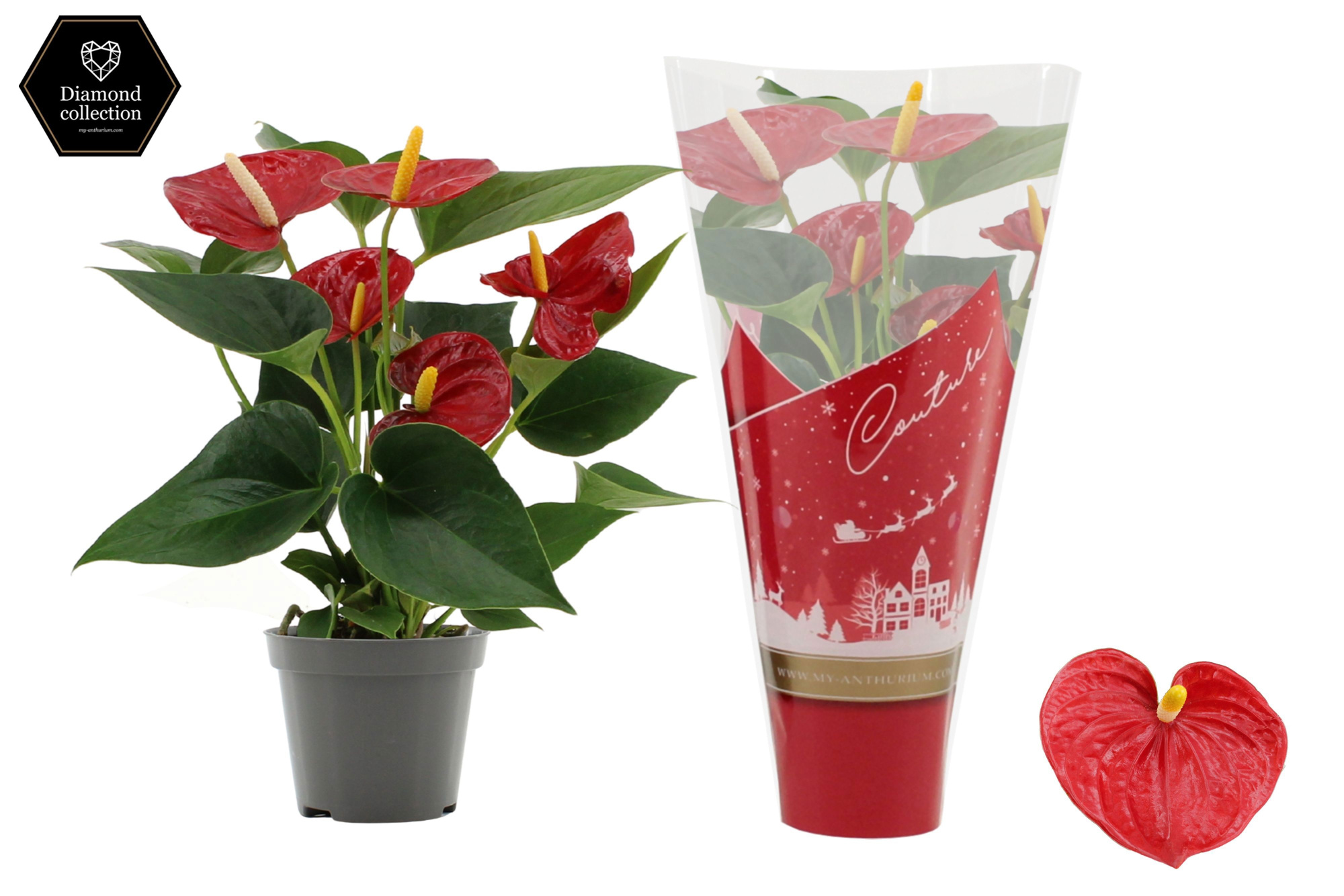 Anthurium 9 cm Diamond Red in Couture Christmas sleeve, D 9