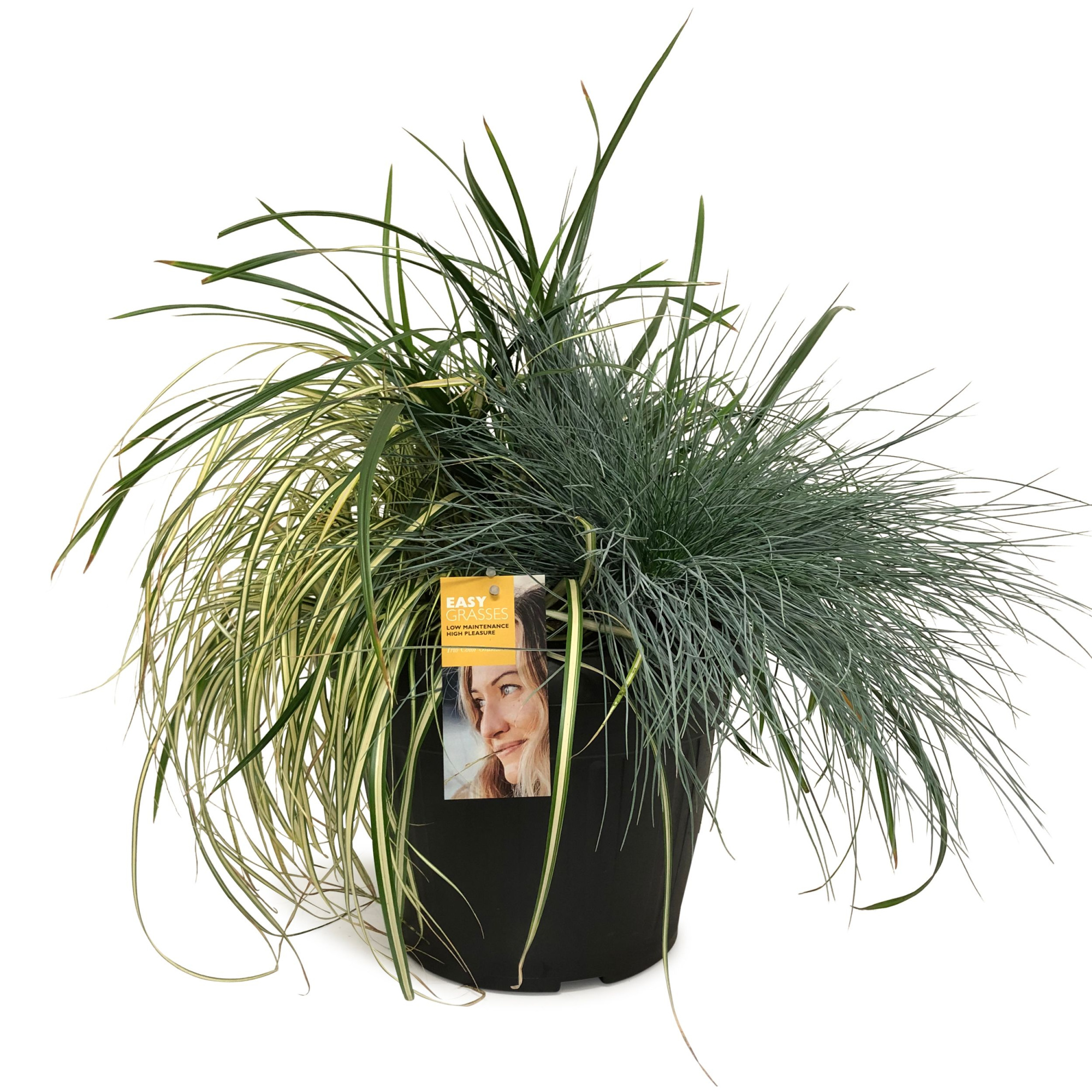 Siergras TRIO Color 30 cm, D 30 cm