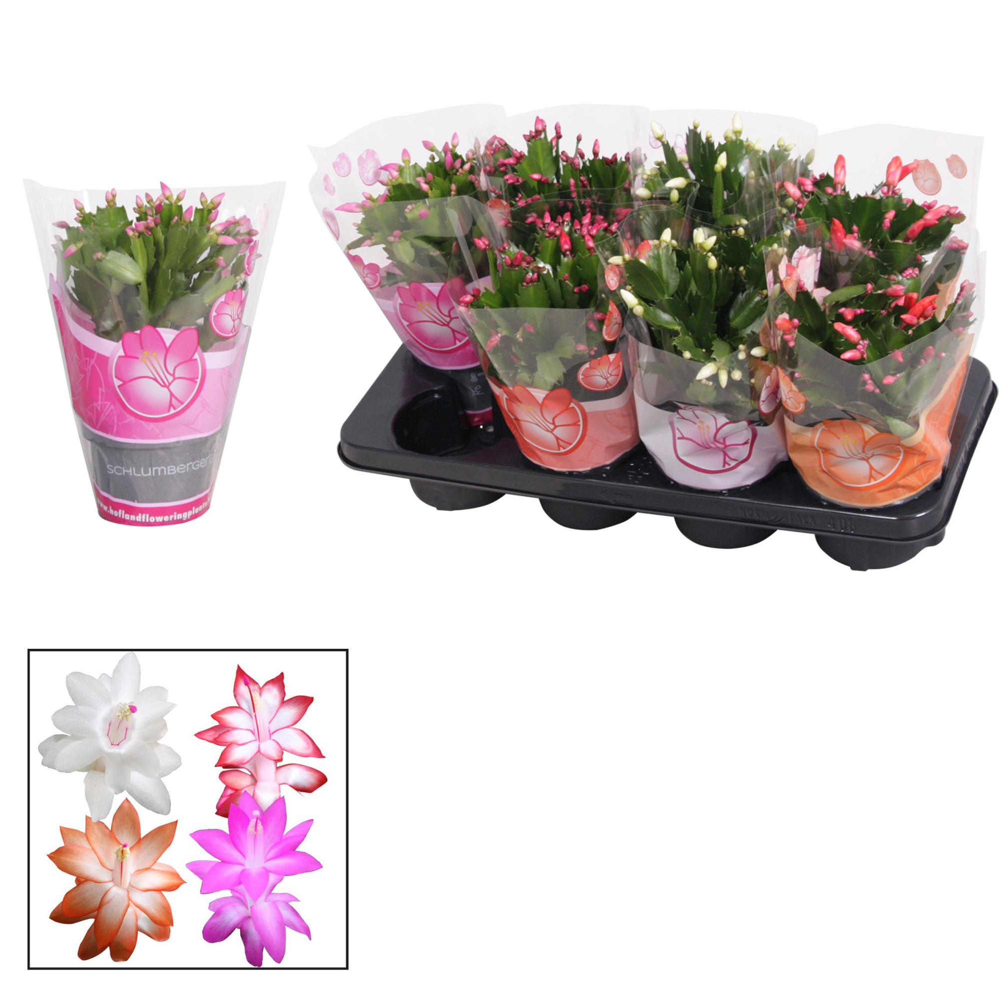 Schlumbergera - 13 cm - mix, D 13