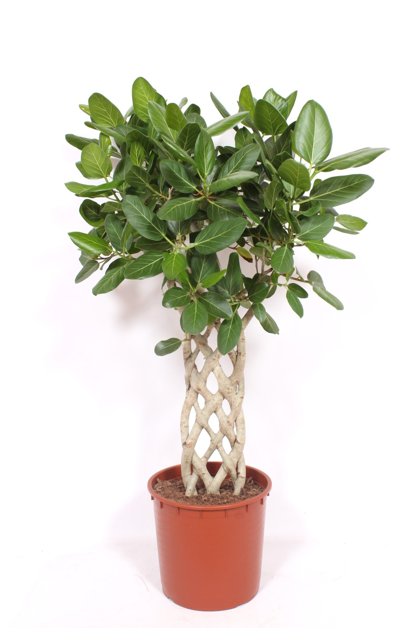 Ficus Benghalensis, D 34