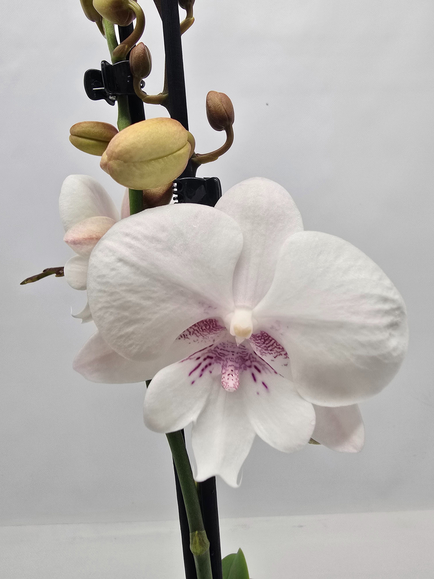 Limited 02 week43, D 12 cm