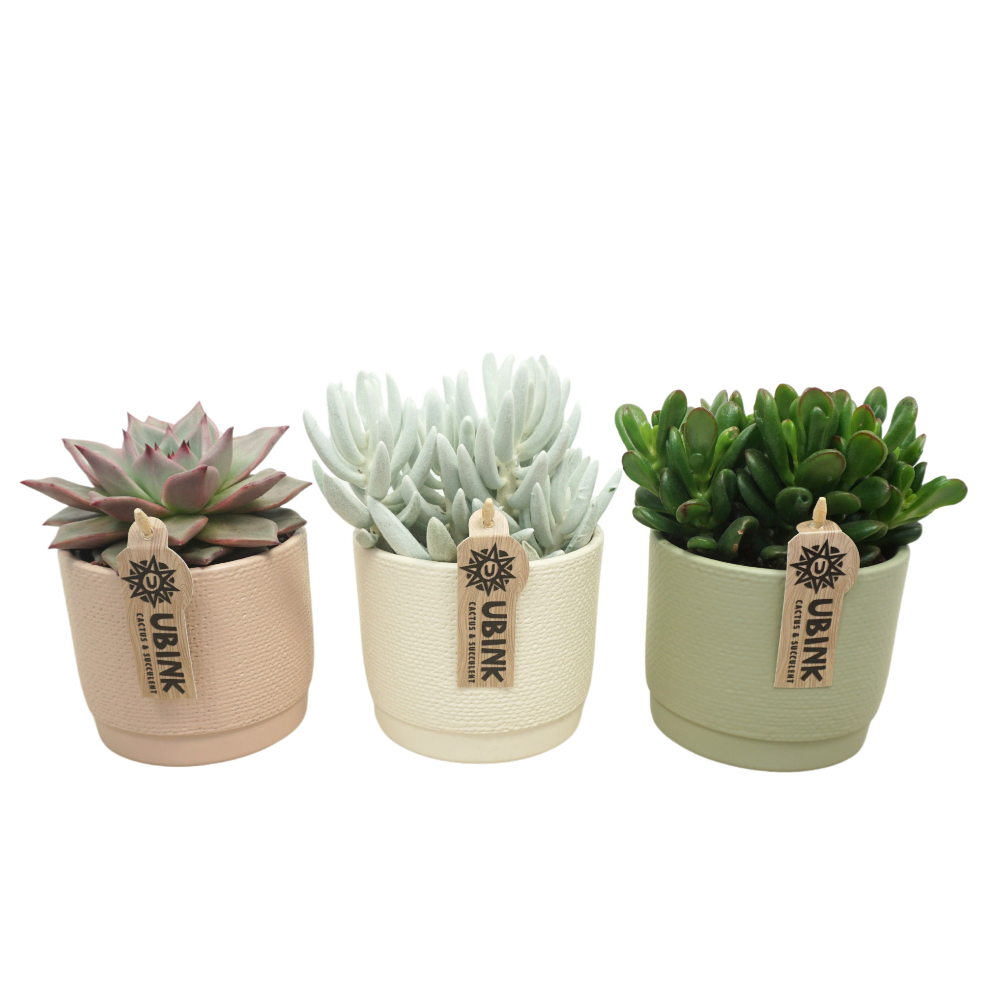 Succulent mix in 12 cm pastel pot (3 assorti), D 10,5 cm