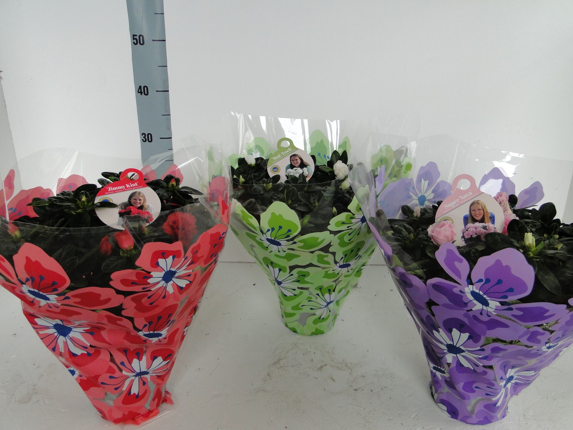 GHENT AZALEA YOUNG STARS POT 15 FLOWERHOES, D 15 cm