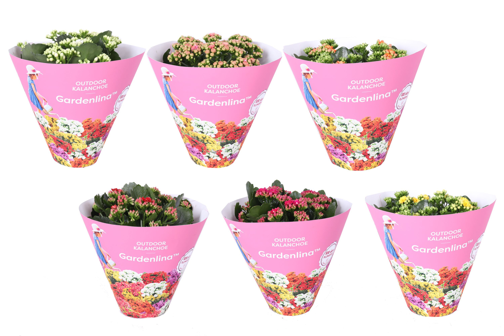 KP-862.1 - Kalanchoe Gardenlina mix in luxe koker, D 15