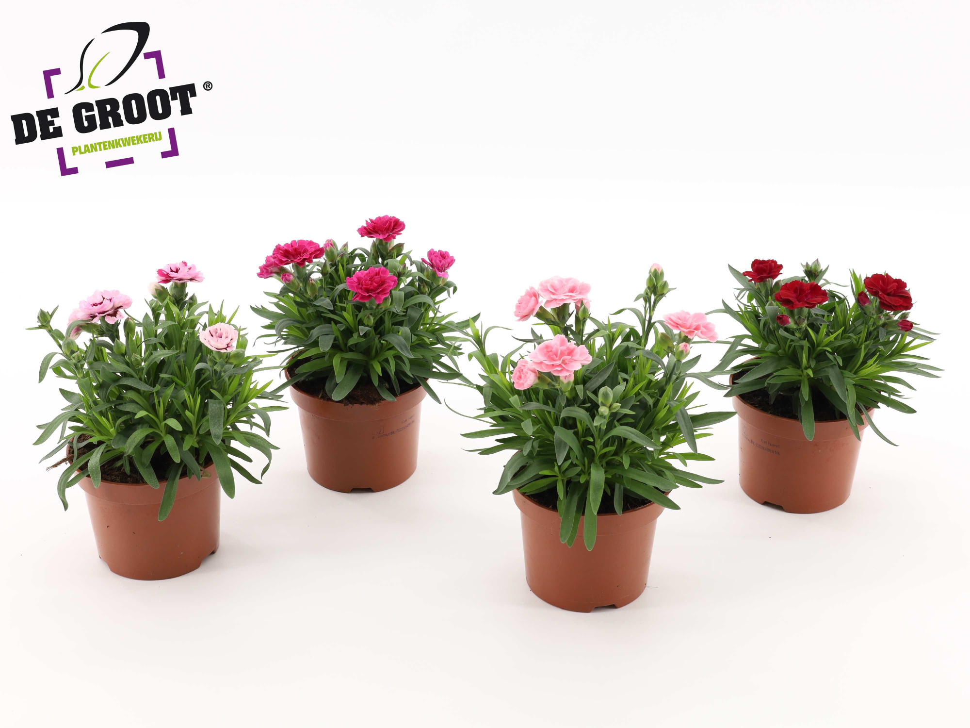 Dianthus Oscar serie (MIX PER KAR), D 12
