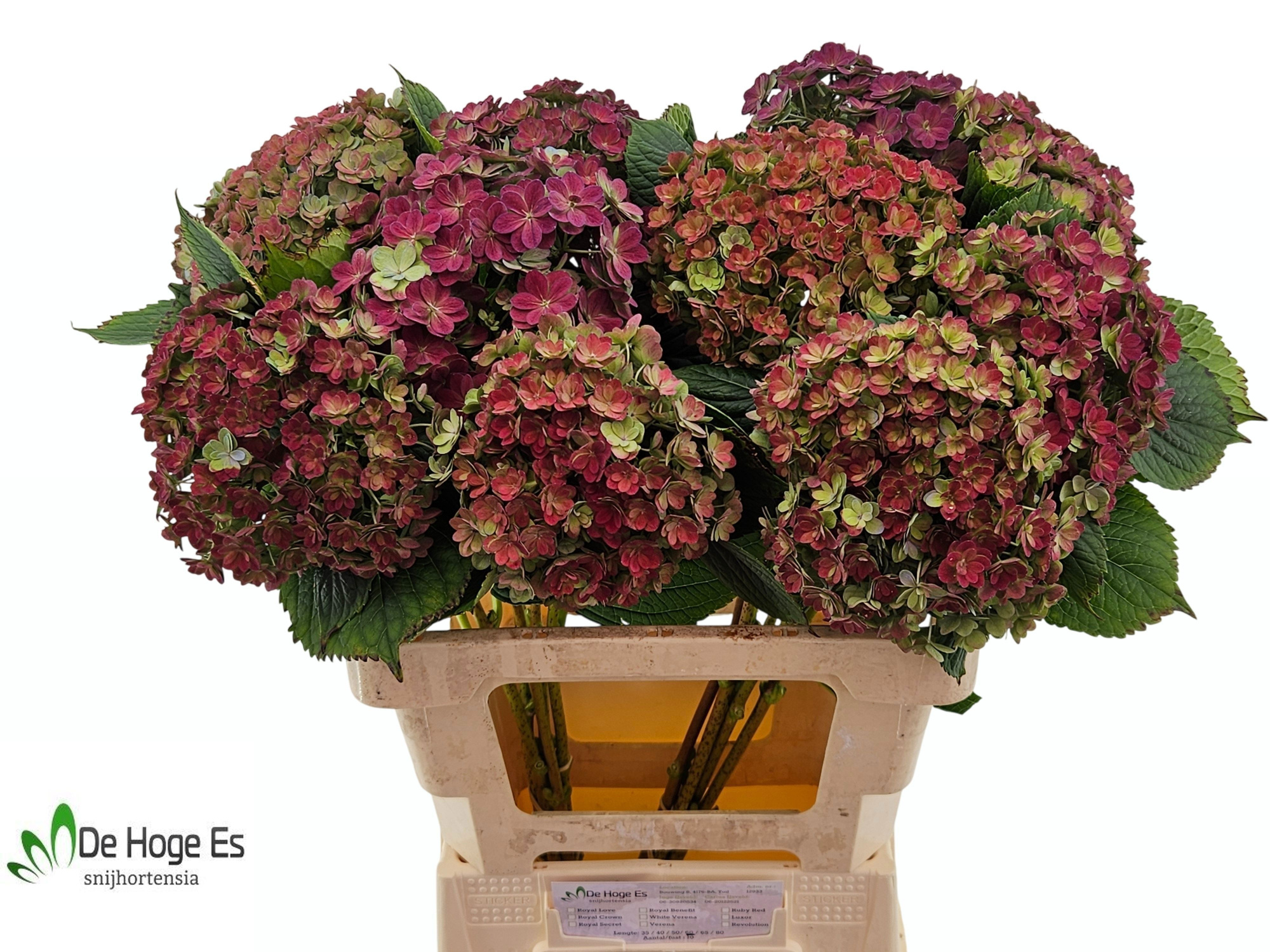 Гортензия Люксор Классик 60, шт.