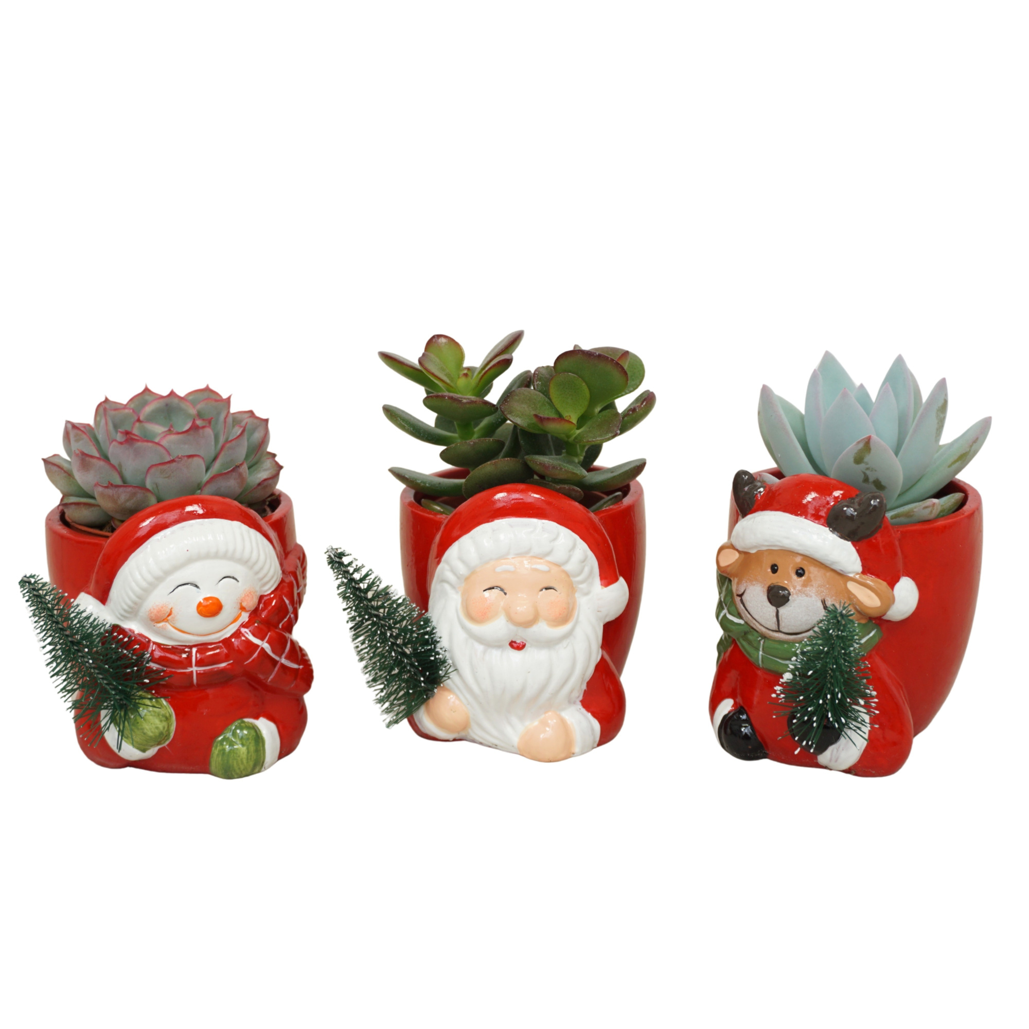 Succulent mix in 8 cm Kerstplanter, D 5,5 cm