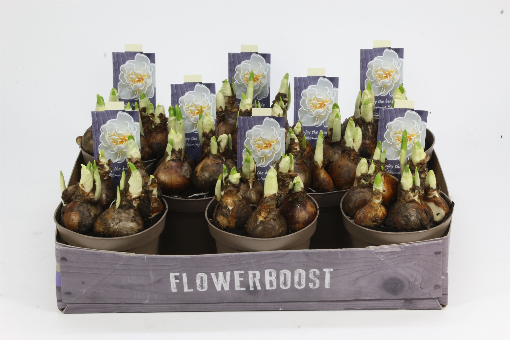 NARCIS BRIDAL CROWN 12, D 12