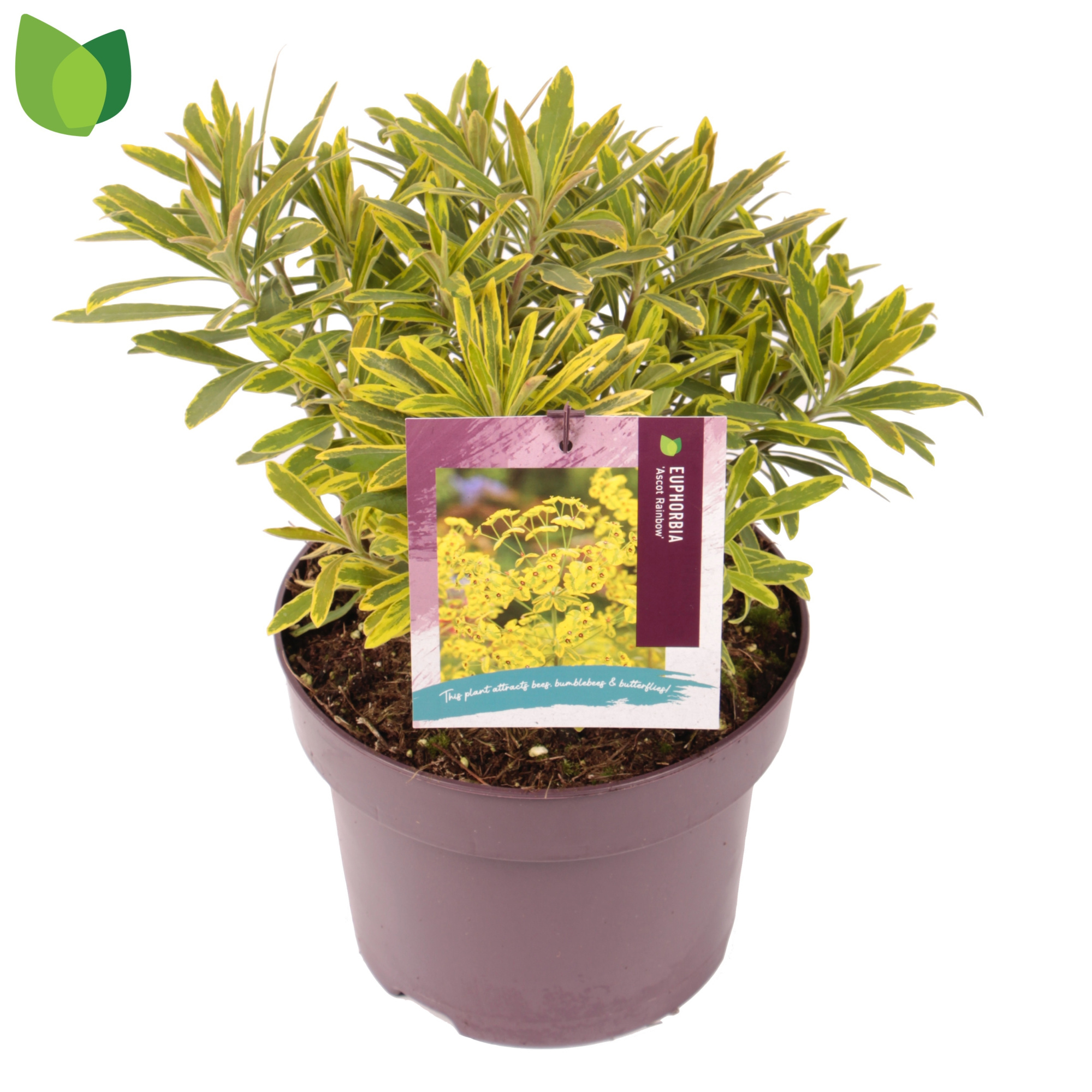Euphorbia amygdaloides 'Ascot Rainbow' C5/P23, D 23