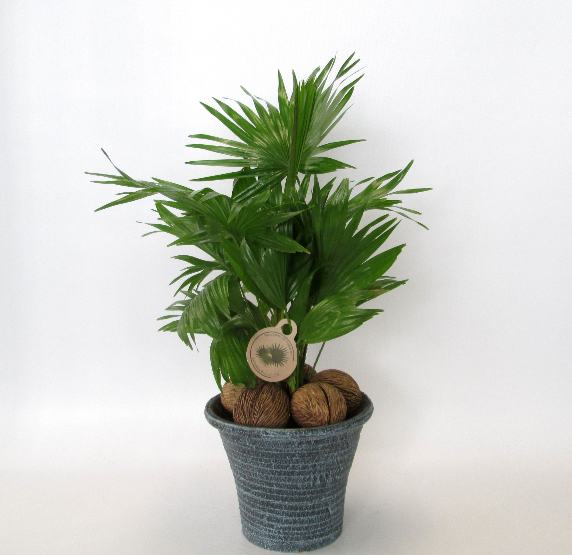 Livistona in hosta big blauw, D 23 cm